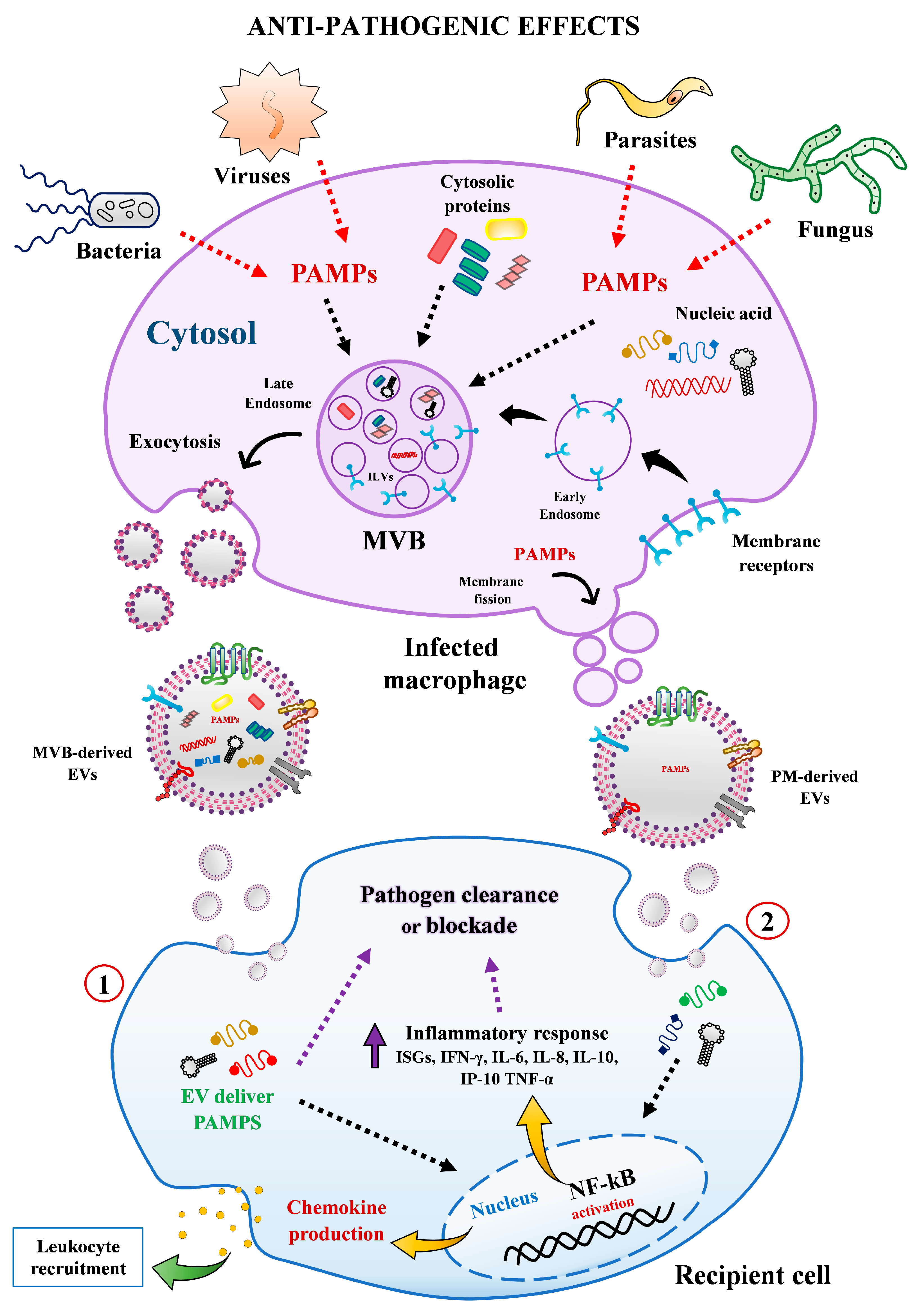 Ijms 22 10262 g004 550