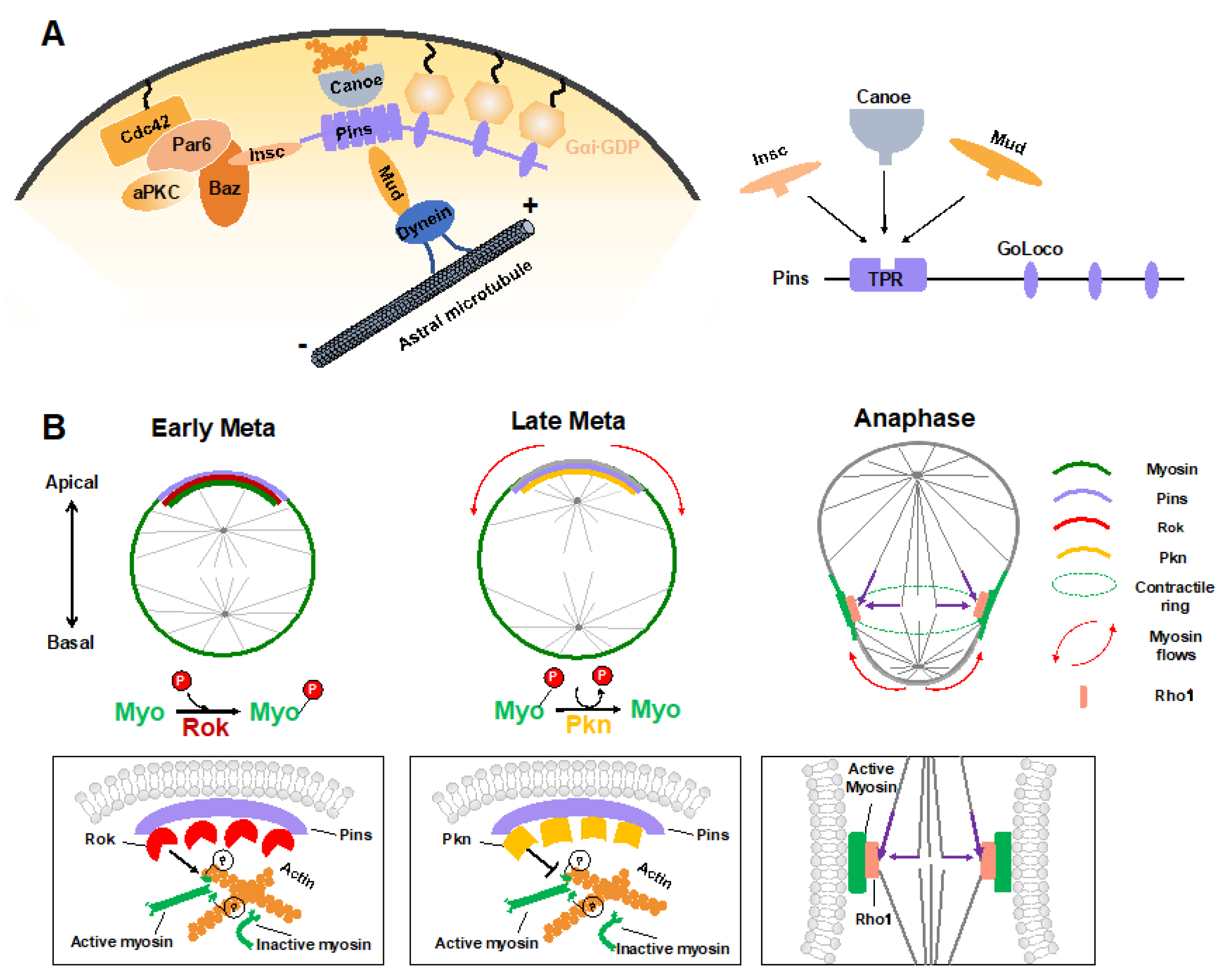 Ijms 22 10267 g003 550