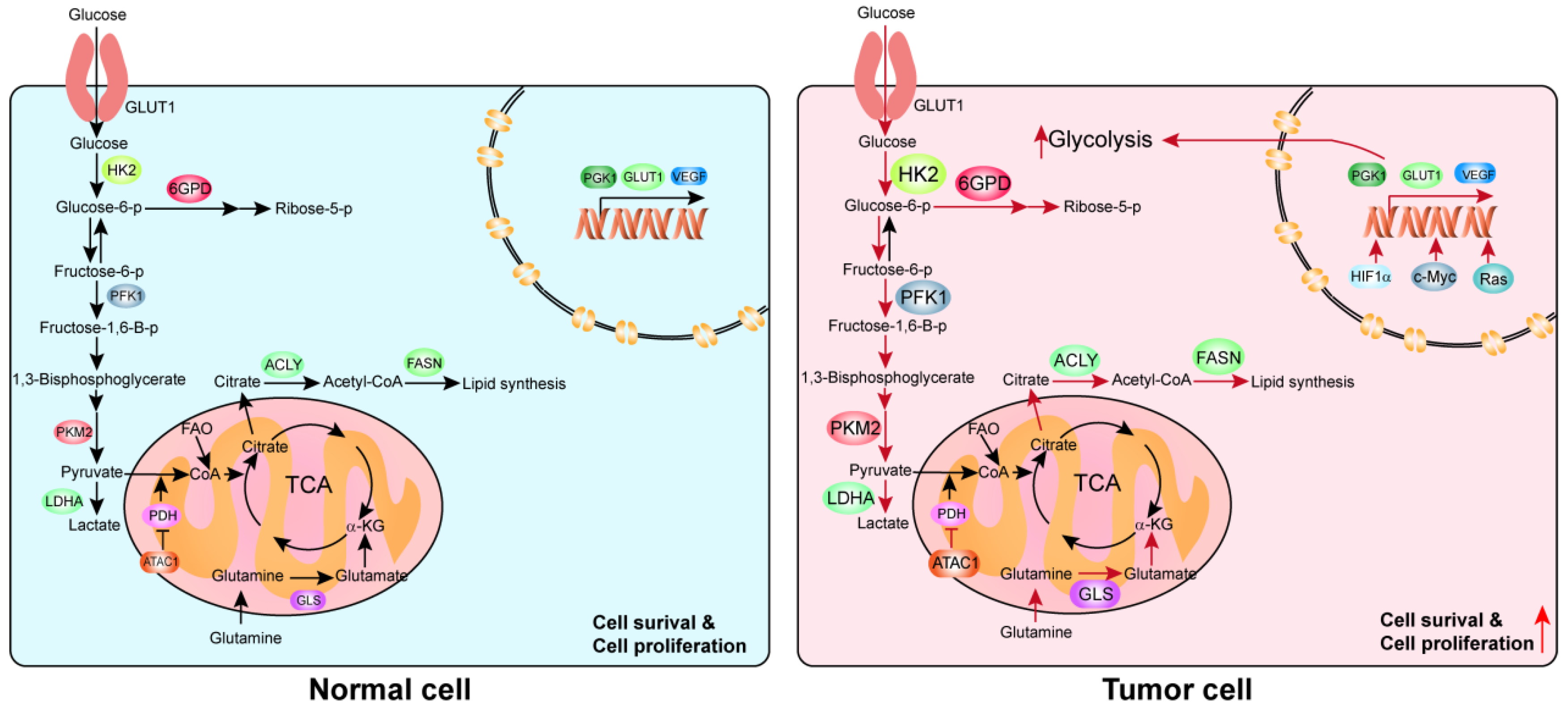 Ijms free full text harnessing metabolic reprogramming to improve