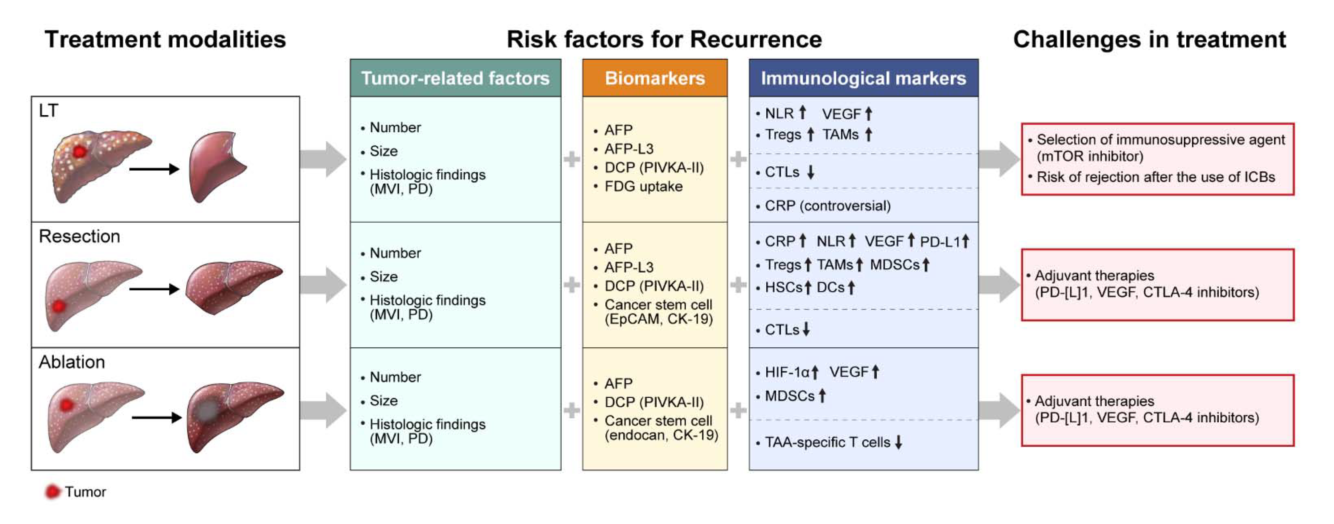 IJMS Free FullText Immunological Markers, Prognostic Factors and