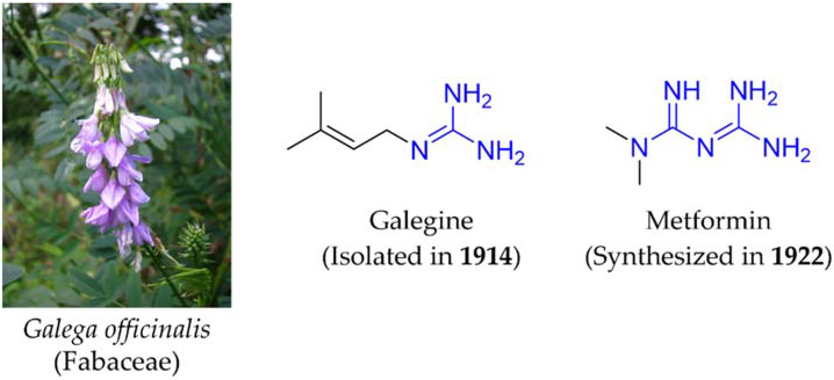 galega officinalis anti aging