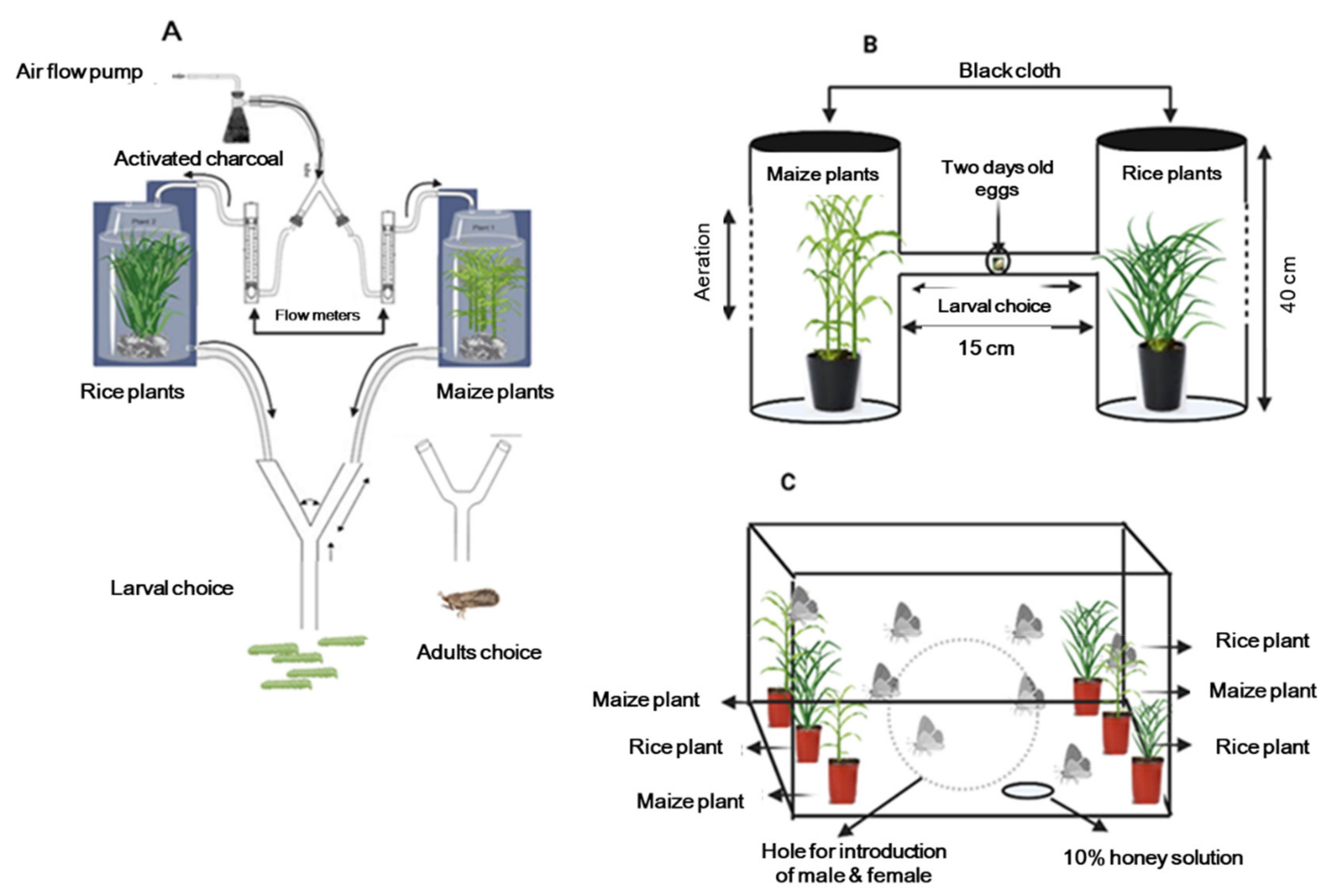Ijms 22 10284 g001 550