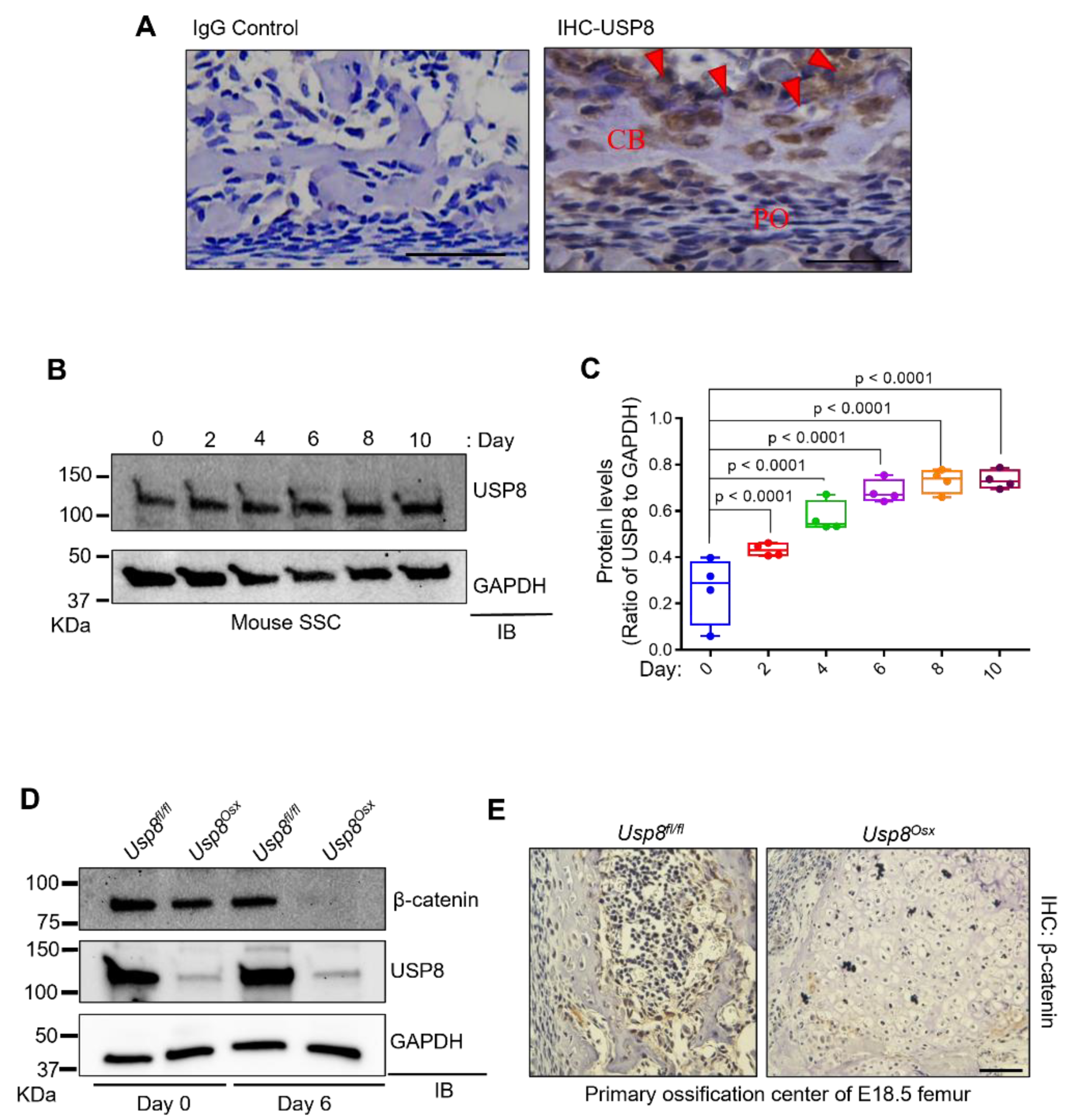 Ijms 22 10289 g001 Ijms 22 10289 g001