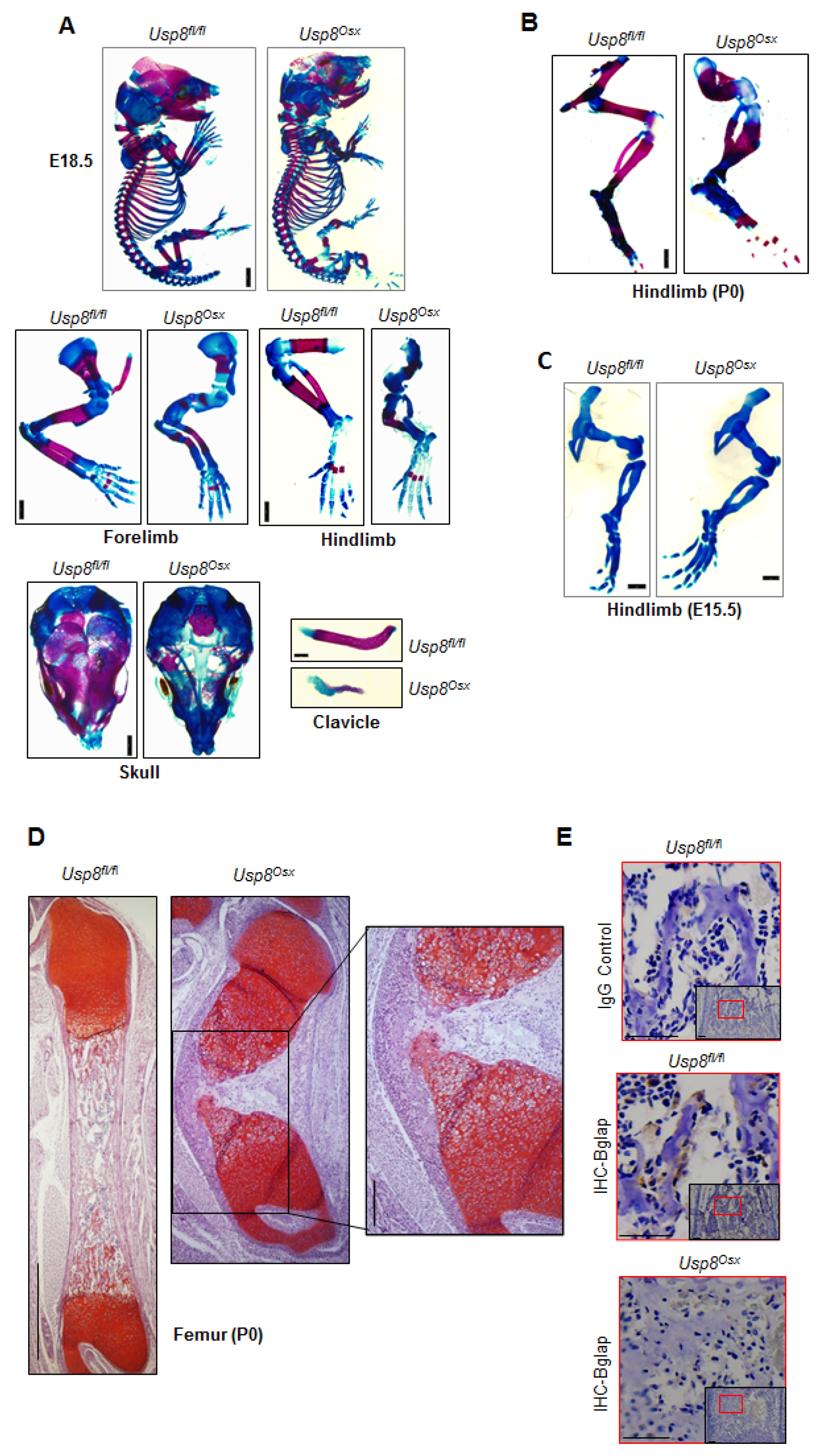 Ijms 22 10289 g003 Ijms 22 10289 g003