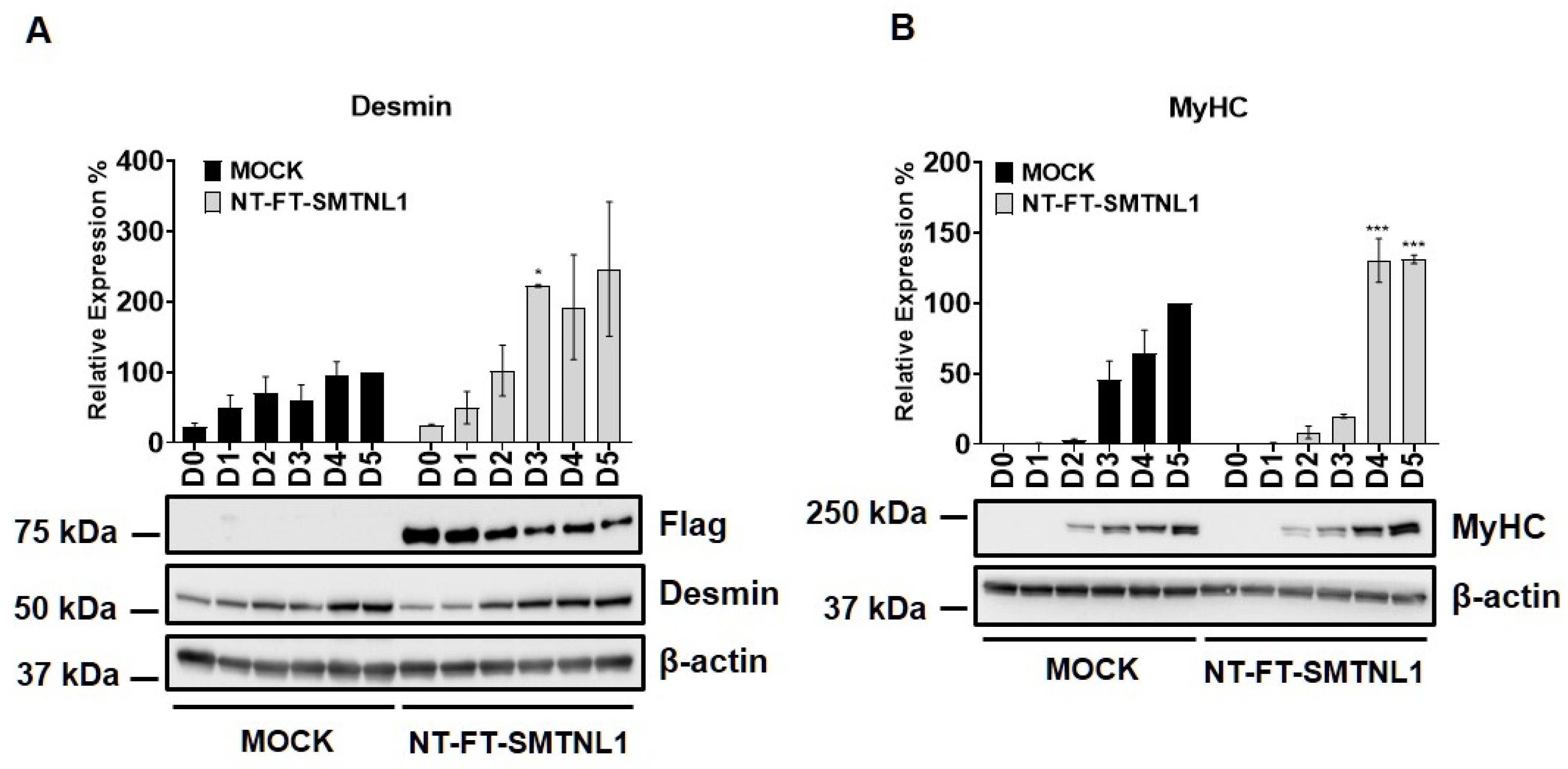 IJMS | Free Full-Text | Smoothelin-Like Protein 1 Regulates the 