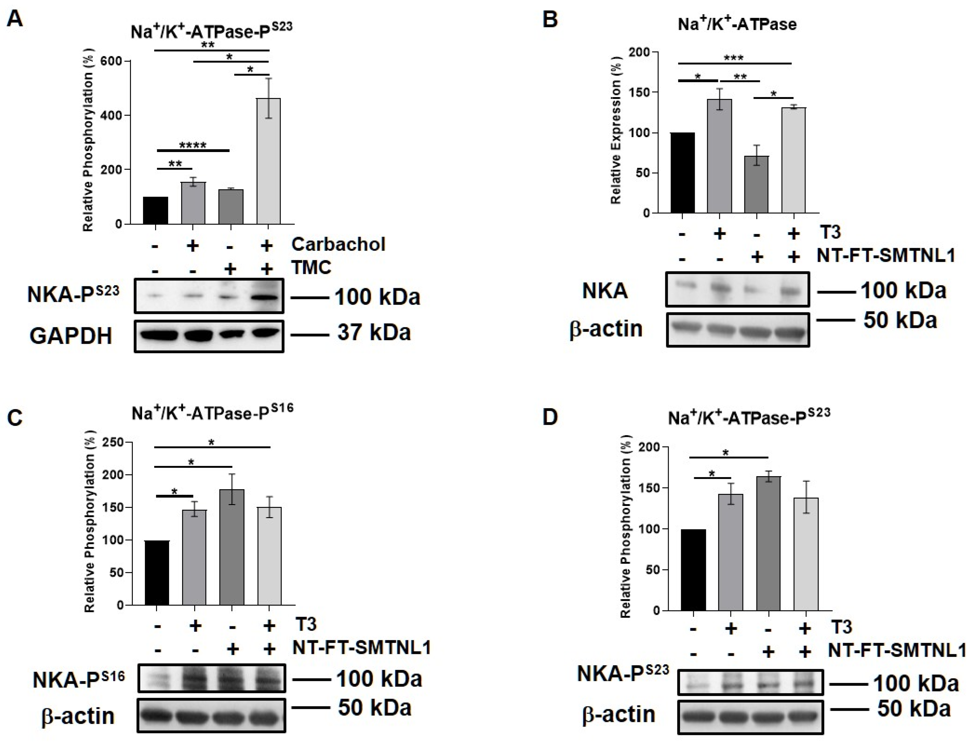 Ijms 22 10293 g007 Ijms 22 10293 g007