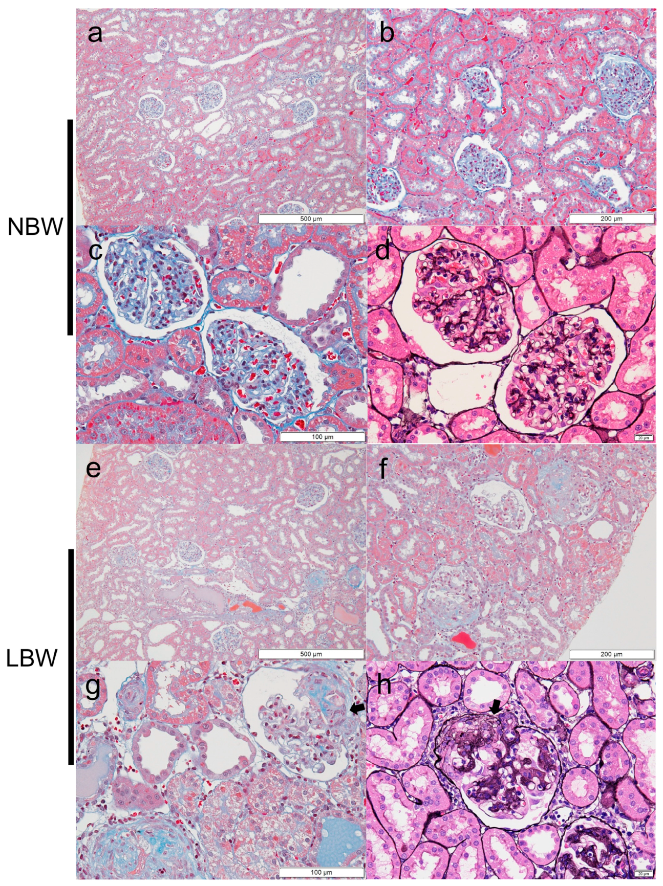 Ijms 22 10294 g002 550