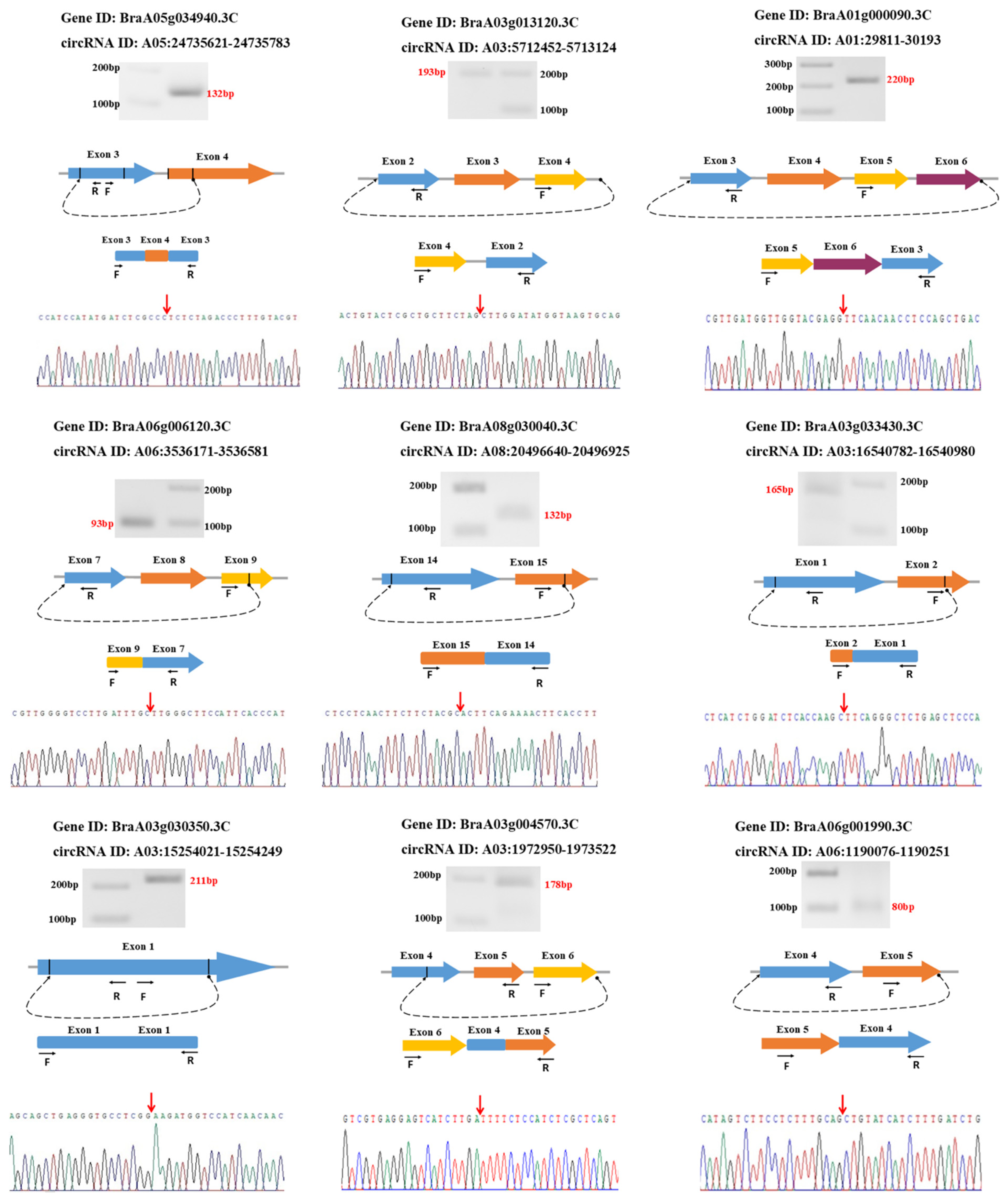 Ijms 22 10297 g008 550