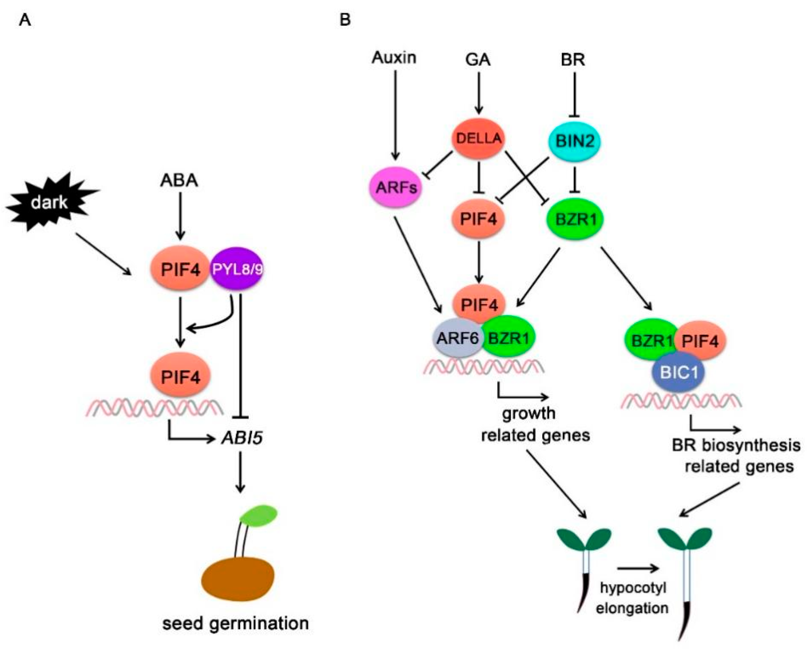 Ijms 22 10304 g004 550
