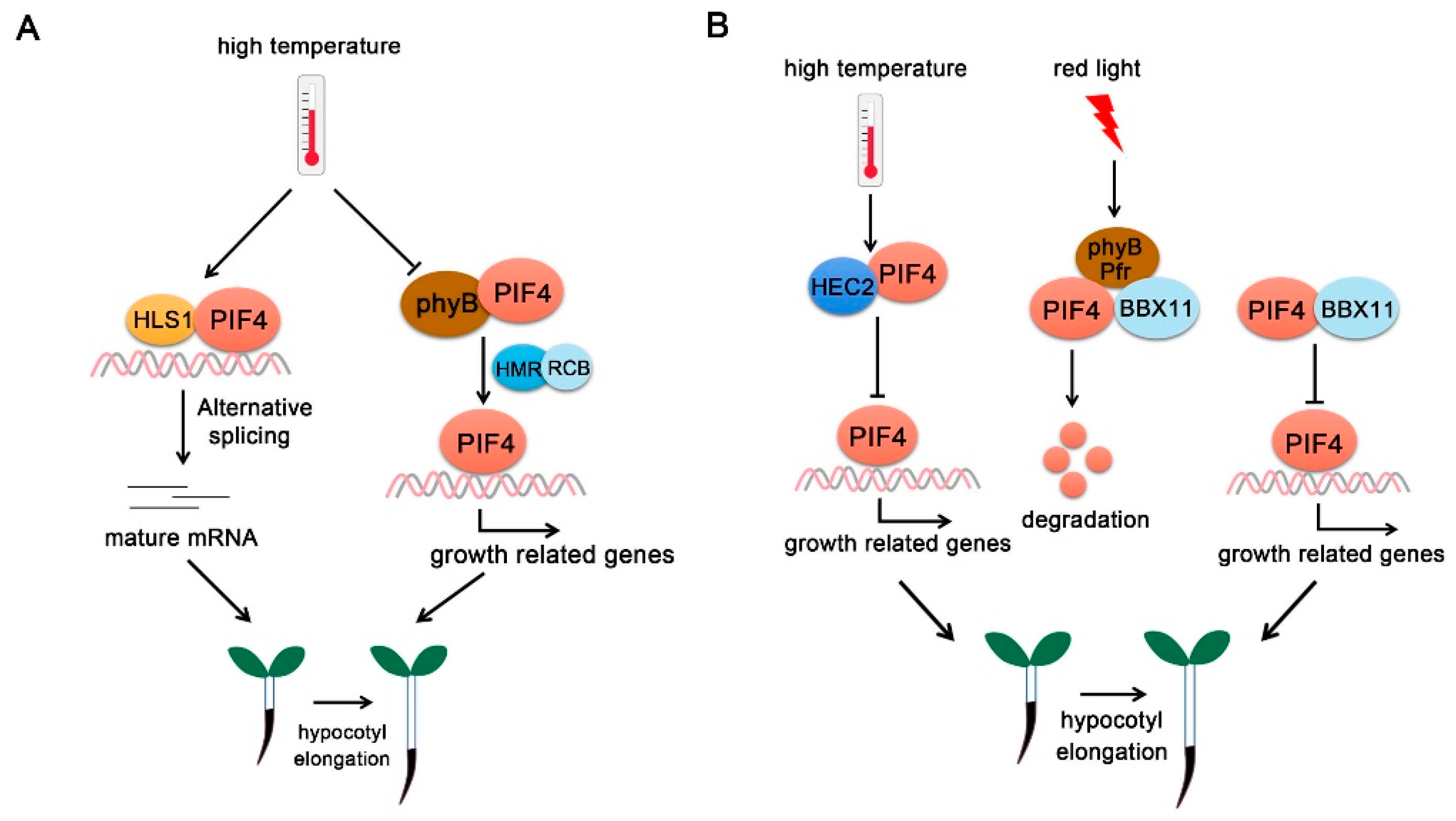 Ijms 22 10304 g005 550