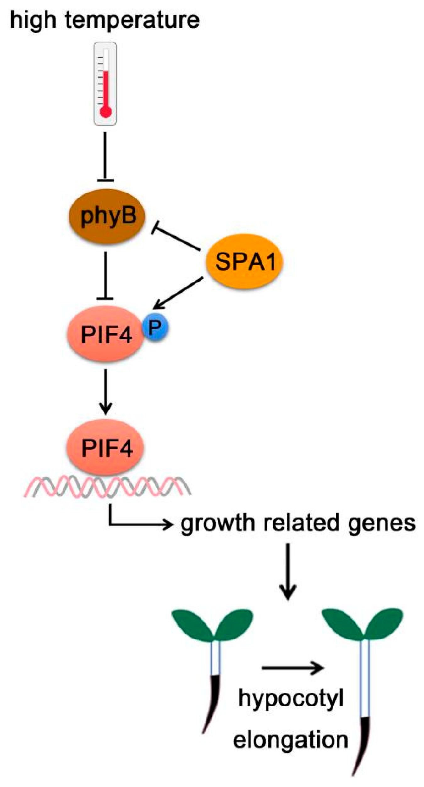 Ijms 22 10304 g006 550