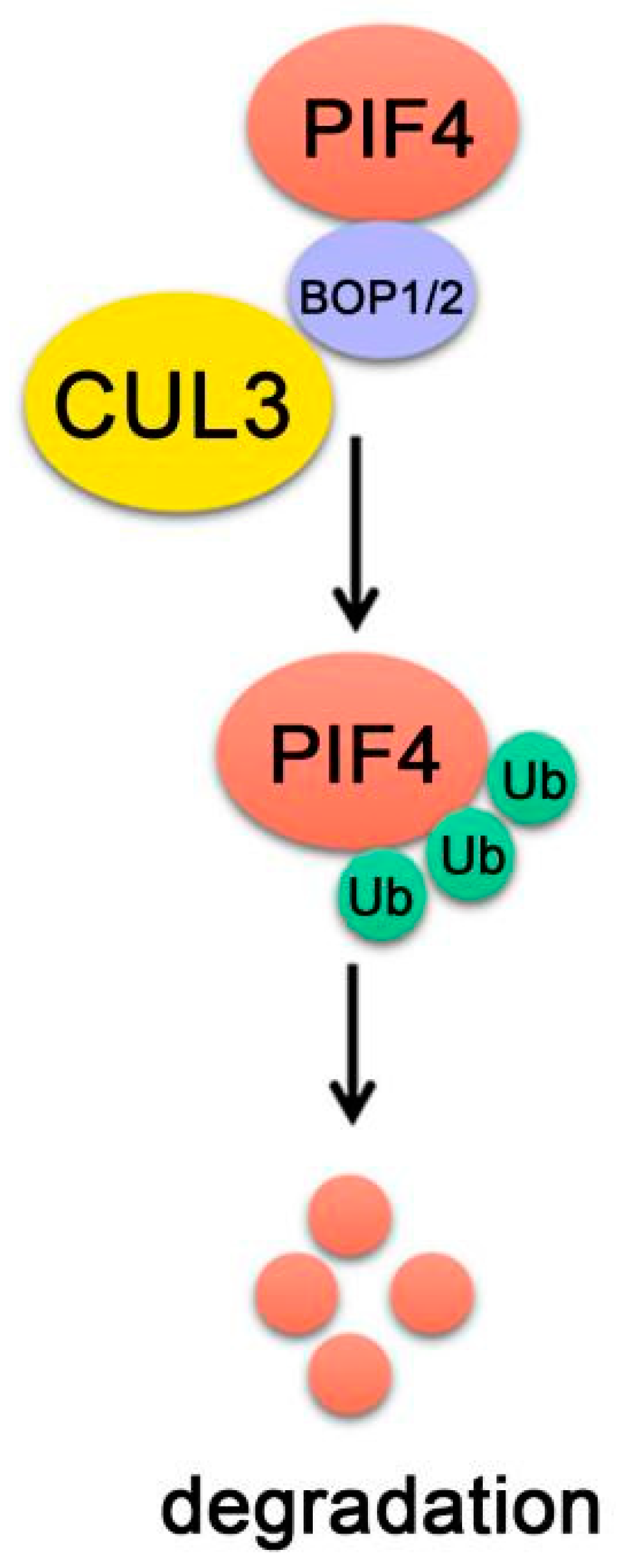 Ijms 22 10304 g007 550