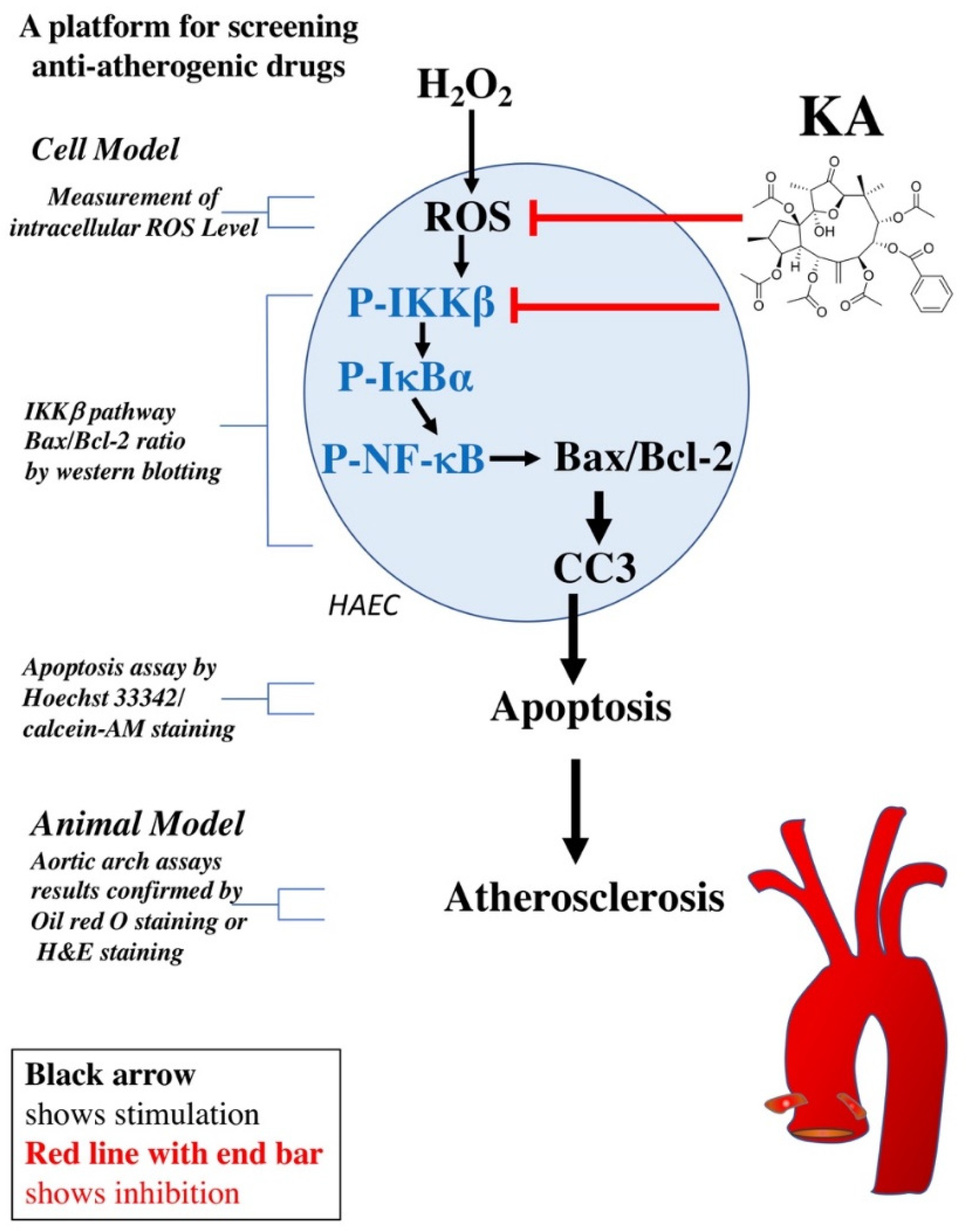 Ijms 22 10309 g007 550