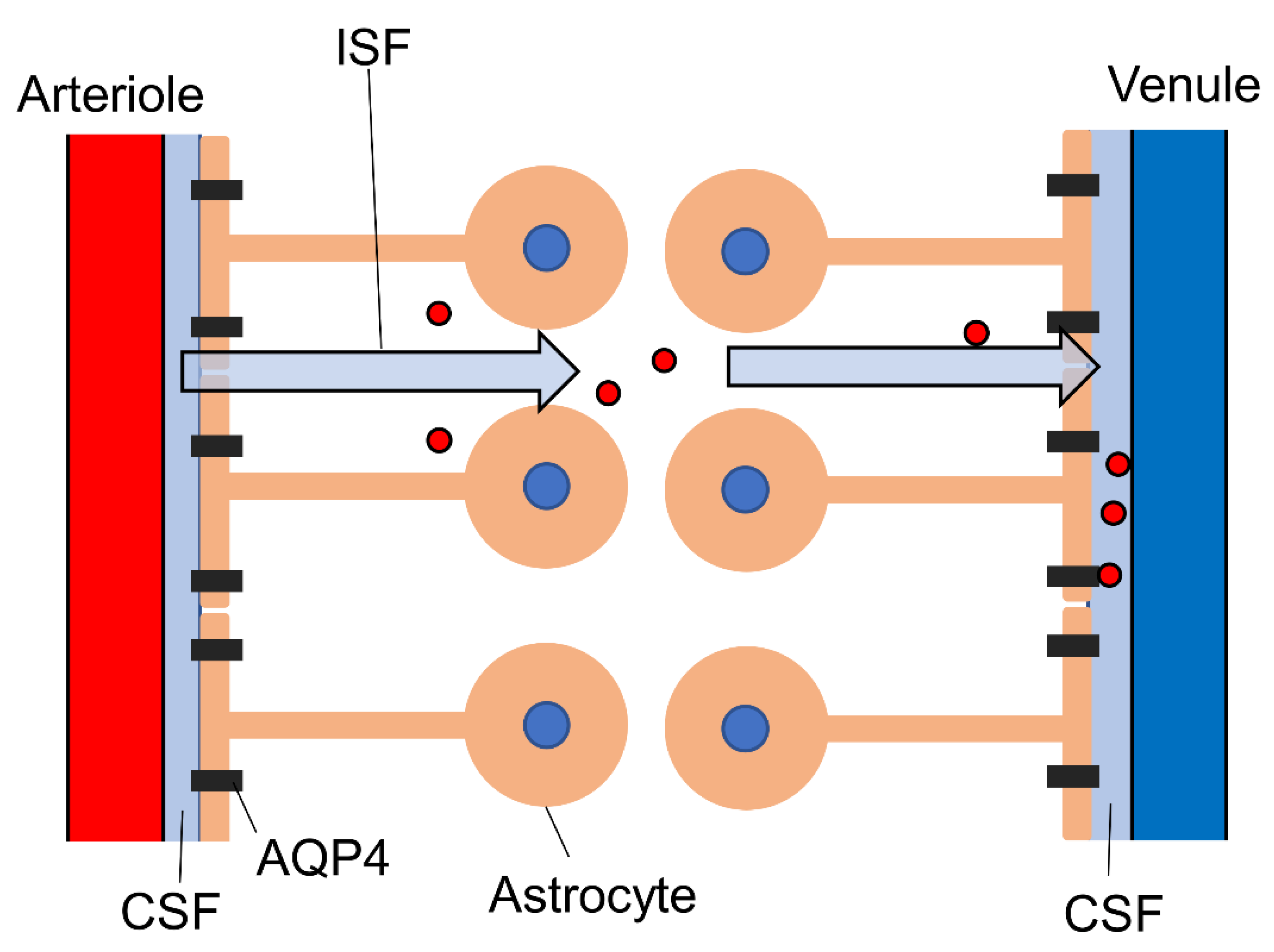 Ijms 22 10312 g002 Ijms 22 10312 g002