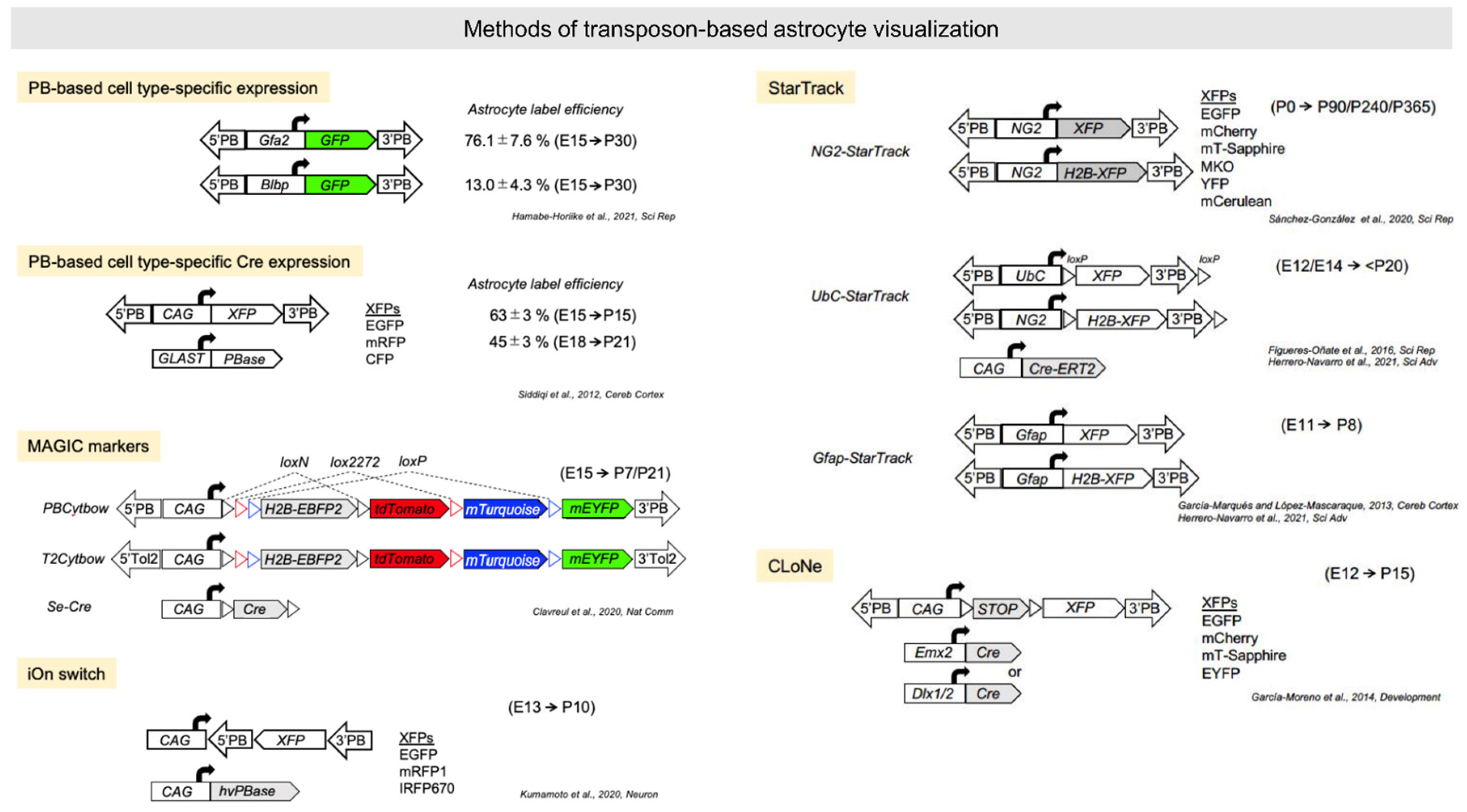 Ijms 22 10312 g003 Ijms 22 10312 g003