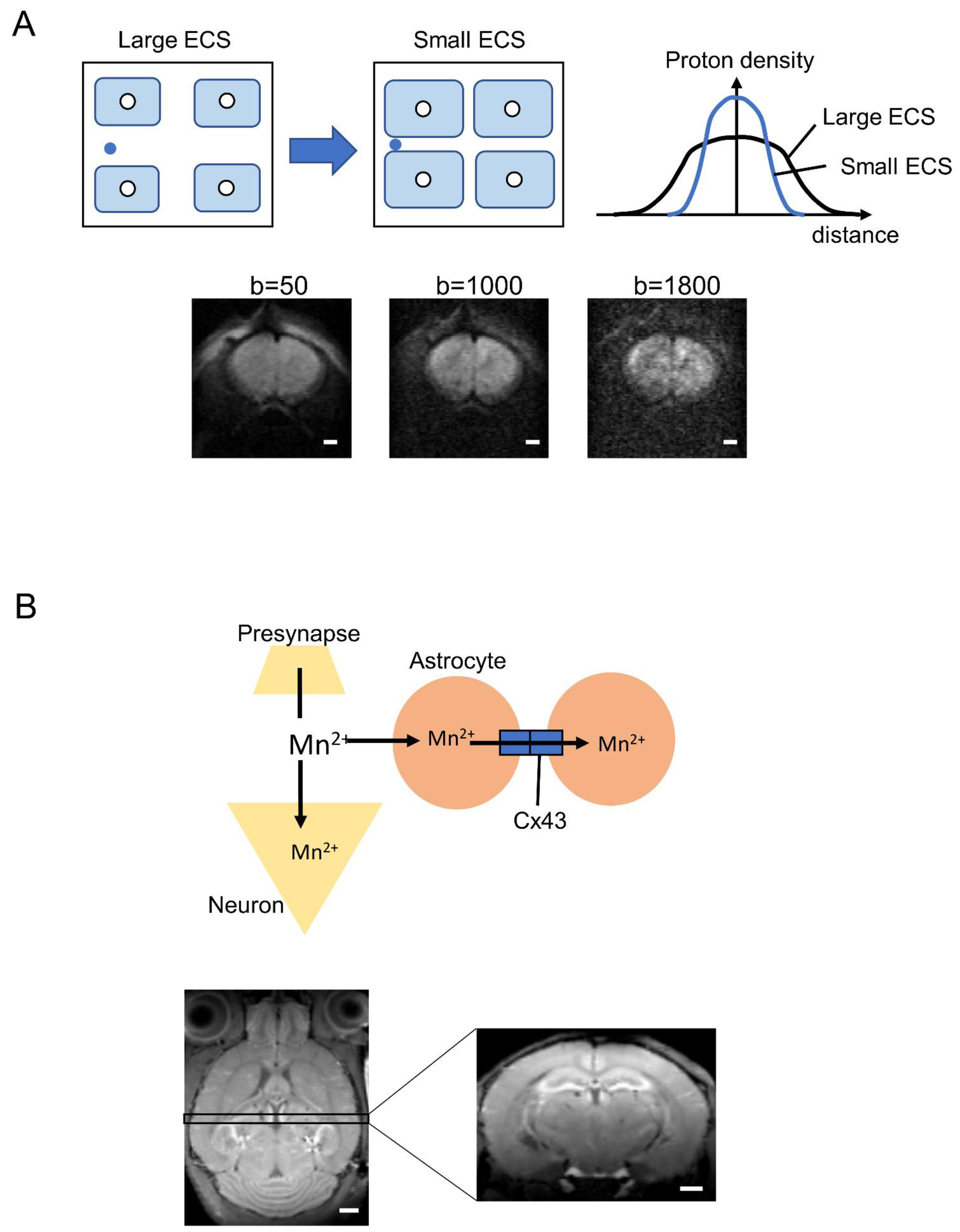 Ijms 22 10312 g004 Ijms 22 10312 g004