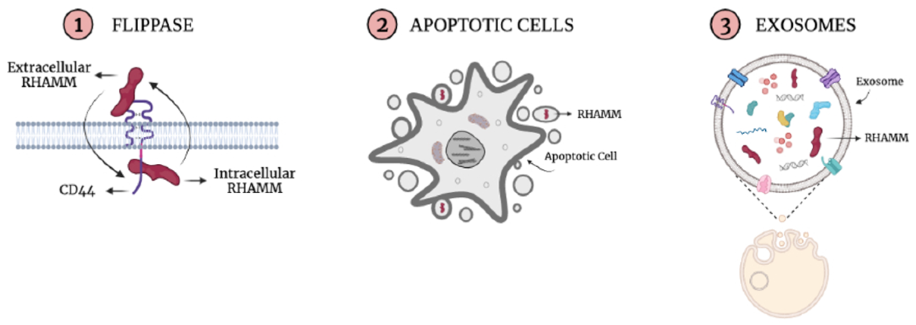 Ijms 22 10313 g007 550