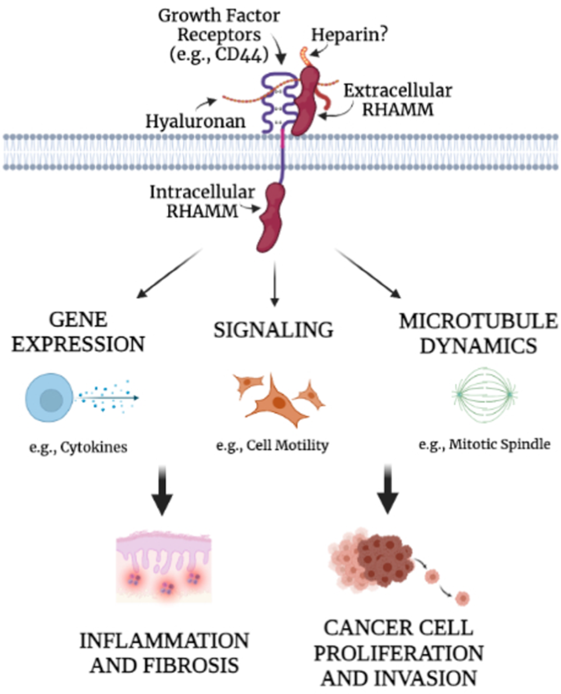 Ijms 22 10313 g008 550