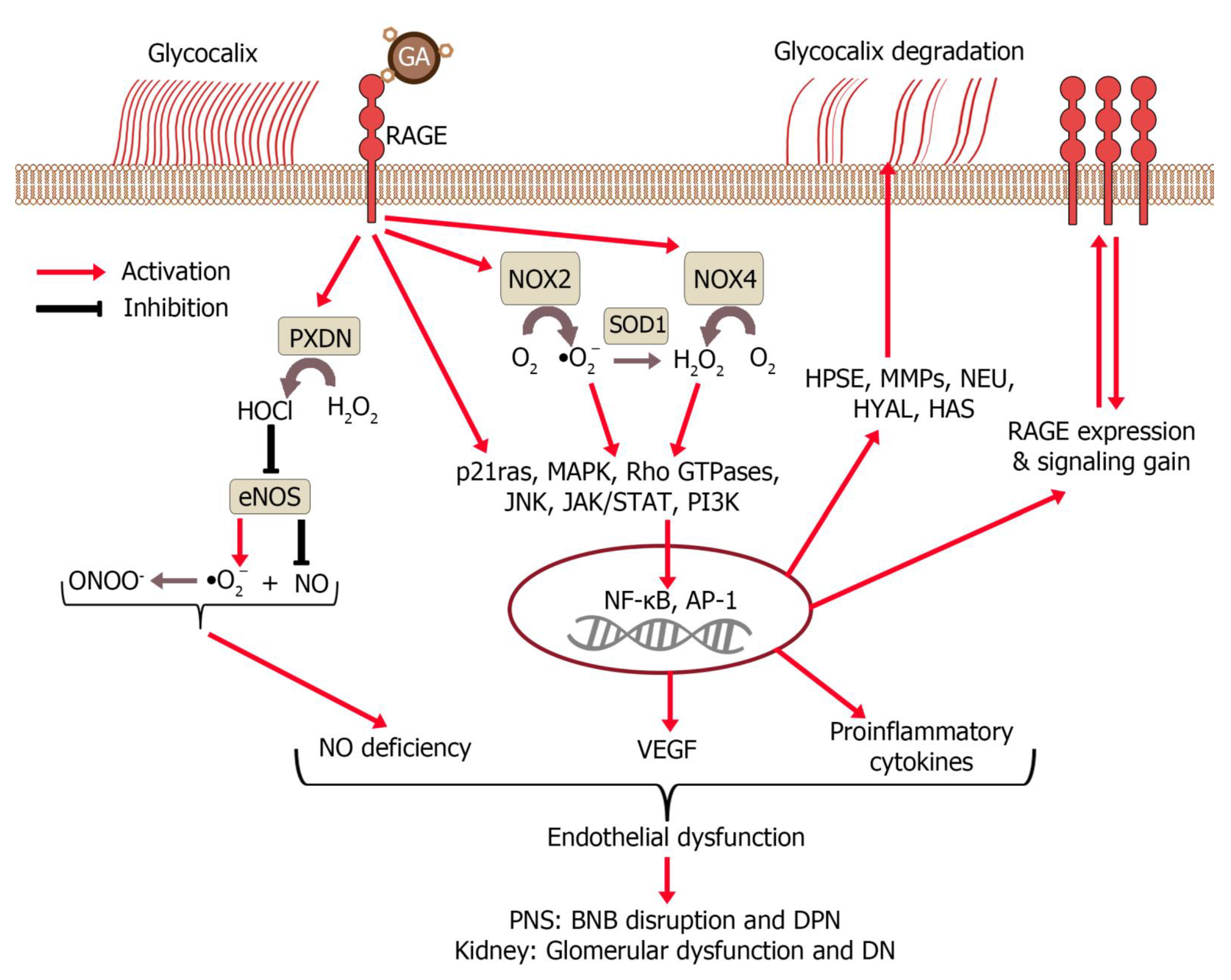 Serum Albumin in Health and Disease: Esterase, Antioxidant