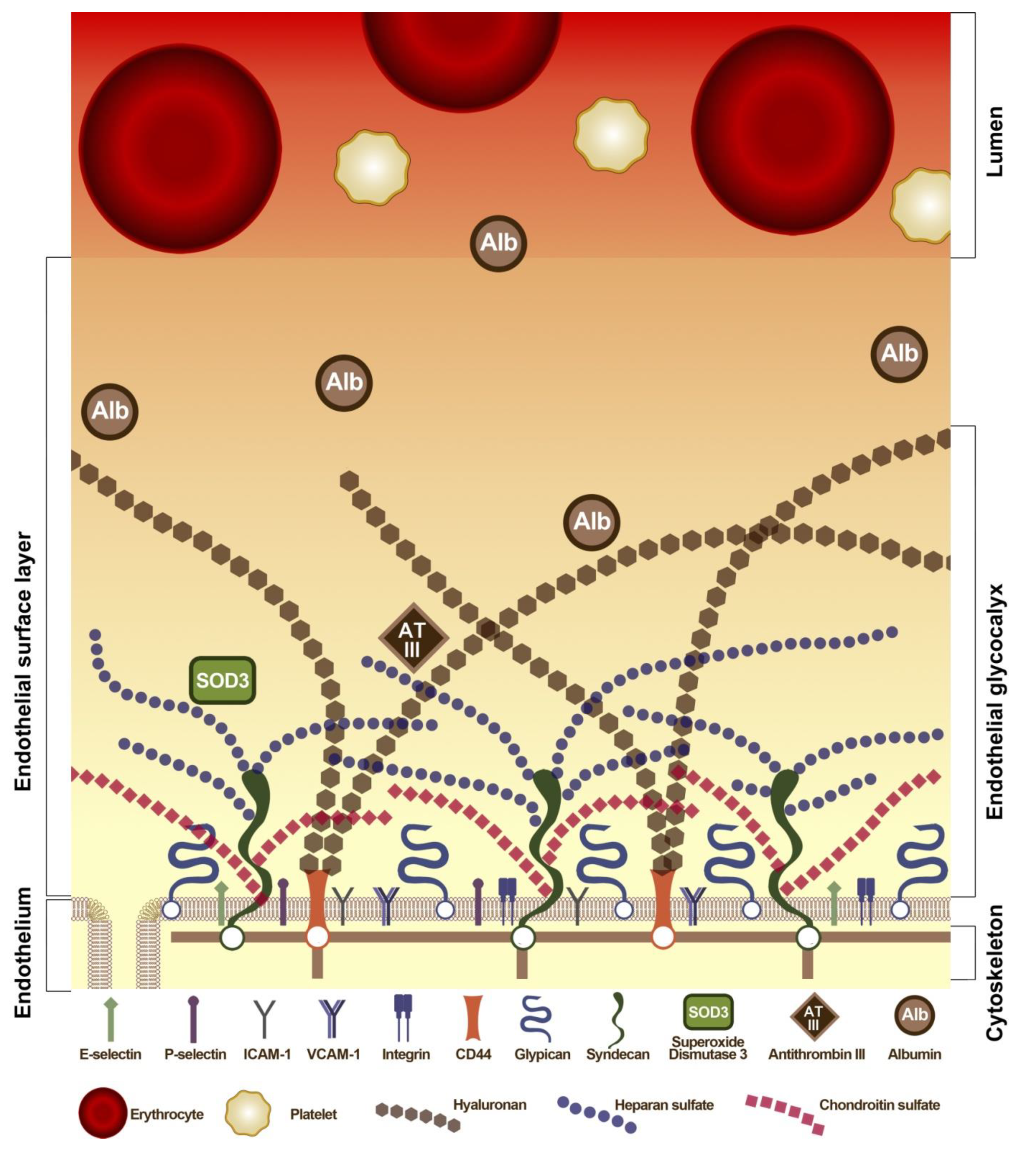 Serum Albumin in Health and Disease: Esterase, Antioxidant