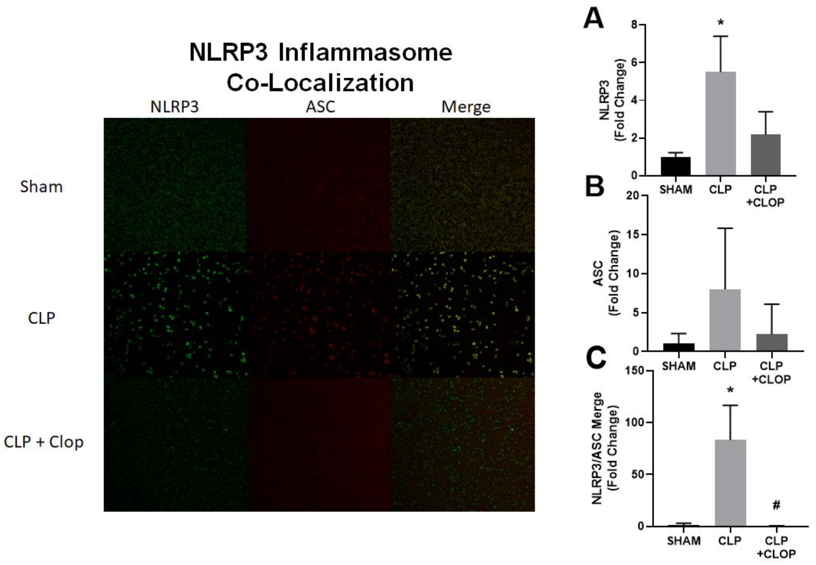 Ijms 22 10330 g002 Ijms 22 10330 g002