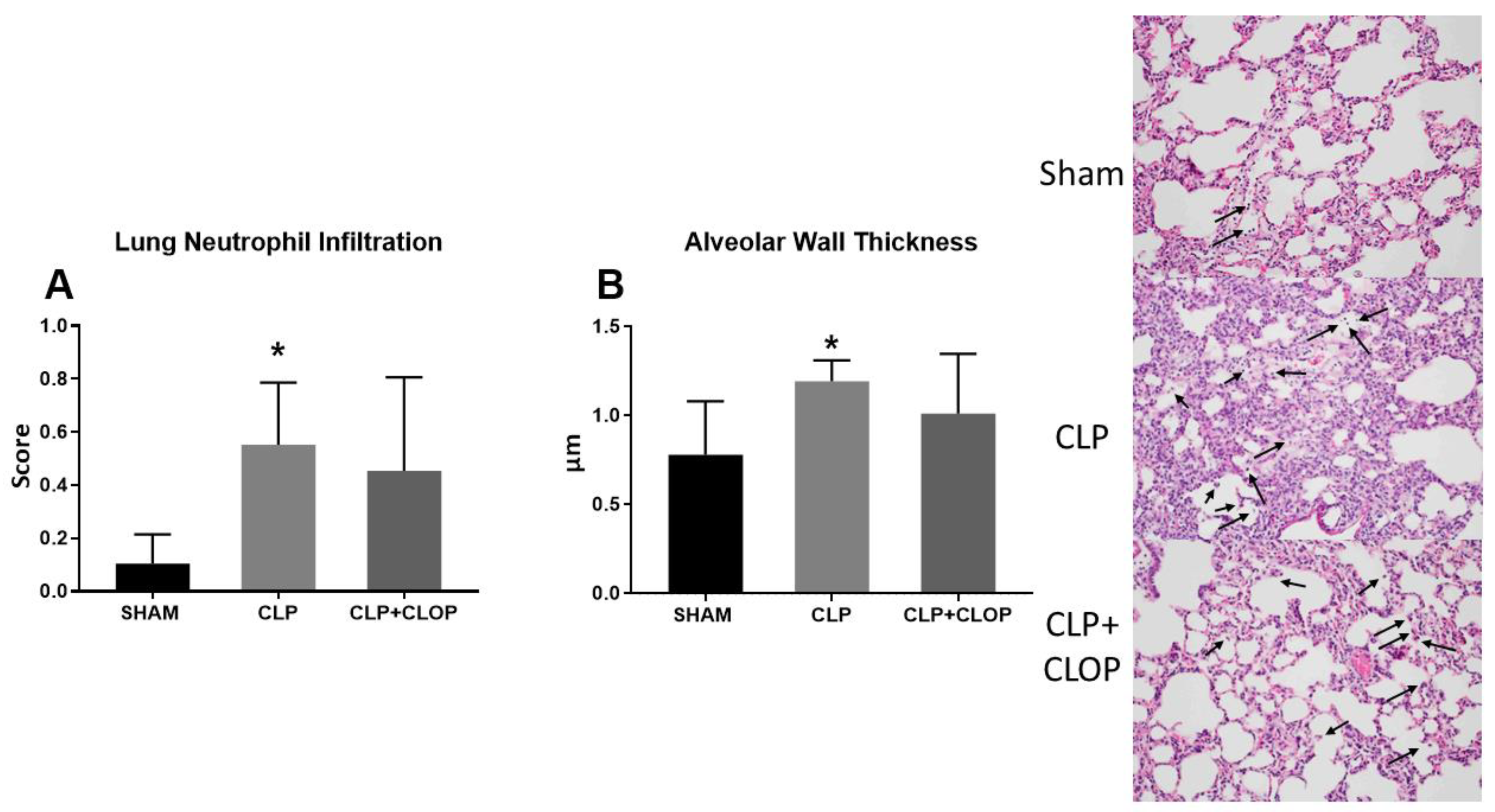 Ijms 22 10330 g005 Ijms 22 10330 g005