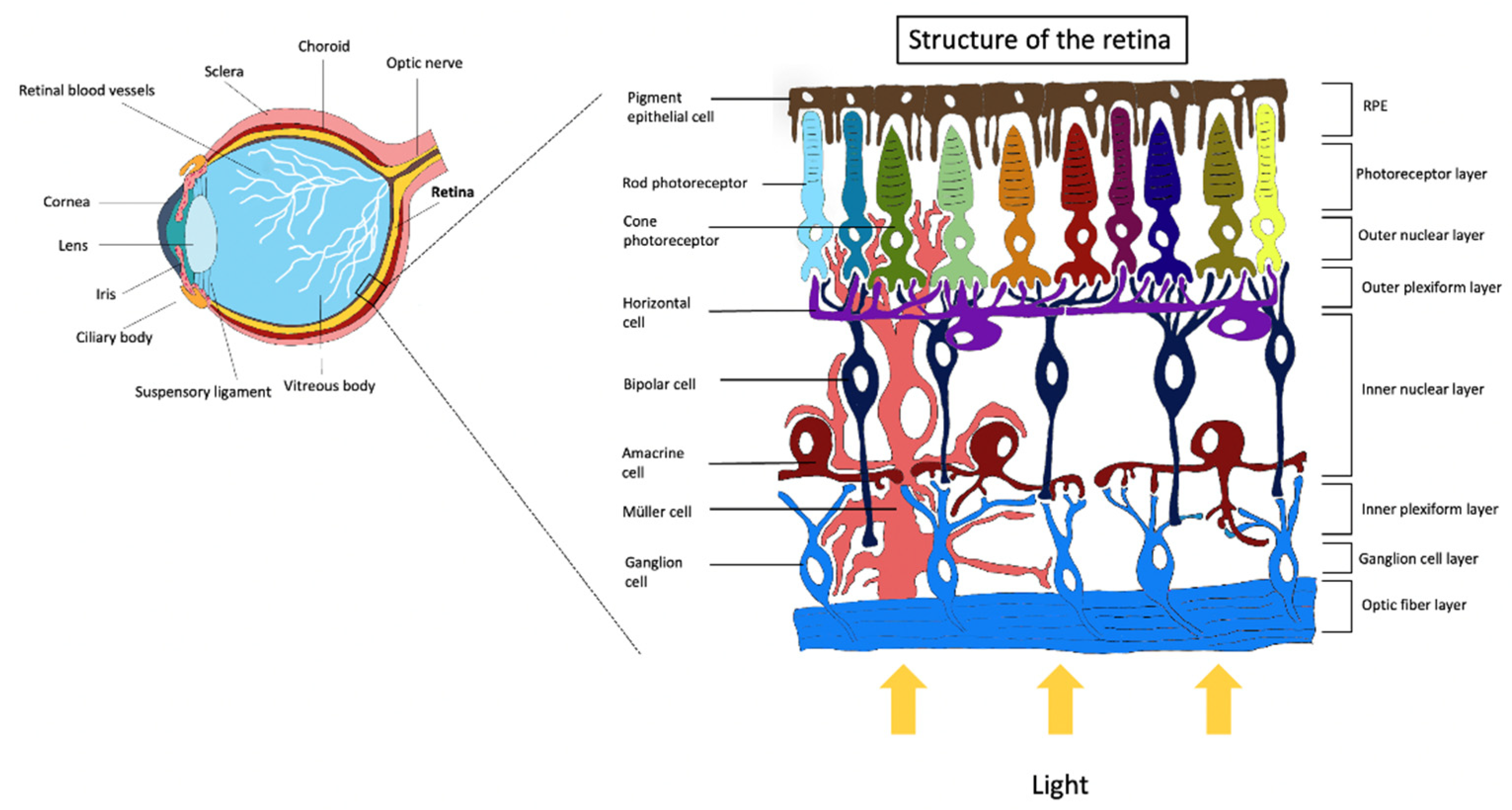 Looking for In Vitro Models for Retinal Diseases