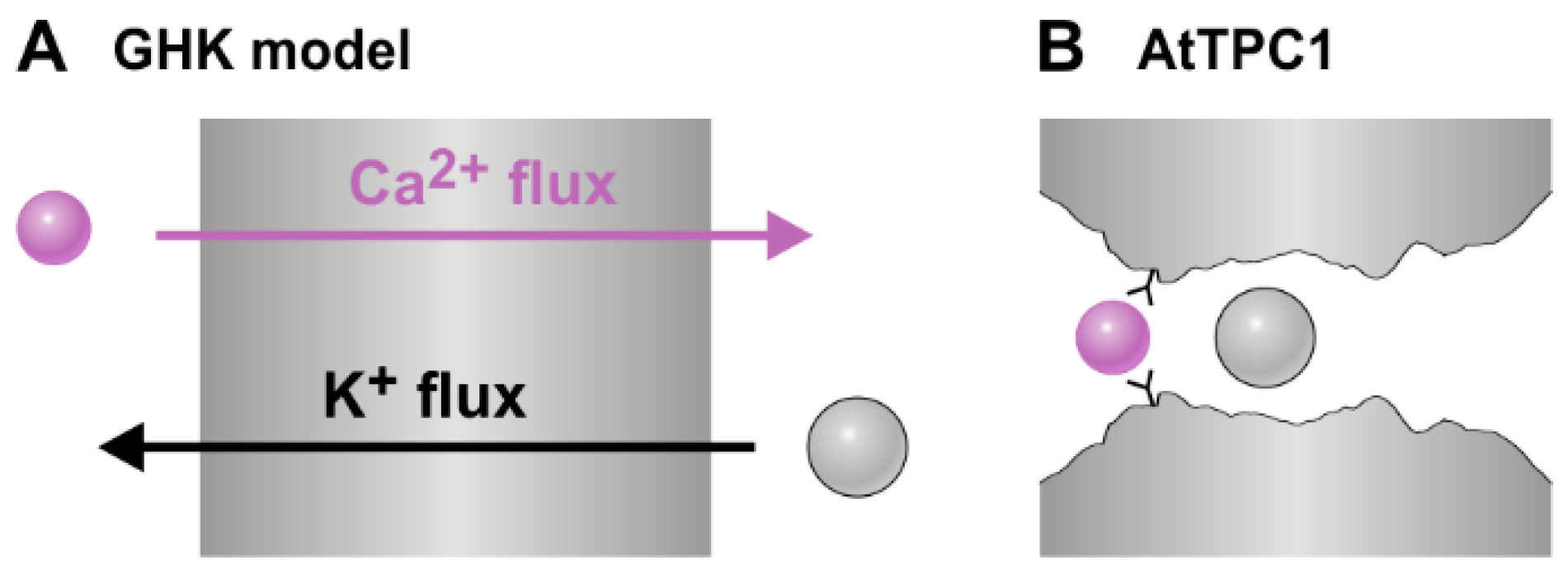 Ijms 22 10345 g007 550