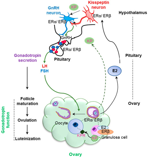 ERβ Regulation of Gonadotropin Responses during Folliculogenesis