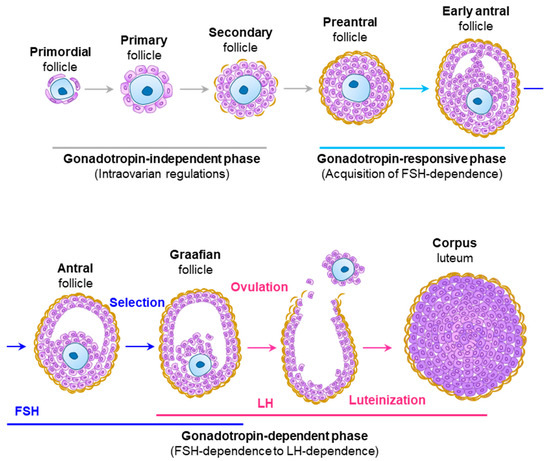 パープル Nike Mercurial Vapor 16 Football Shoes, Purple and Green - E