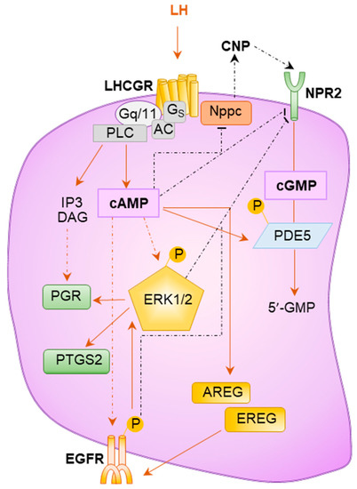 ゴードン③ Frontiers | Notch signaling regulates pulmonary fibrosis