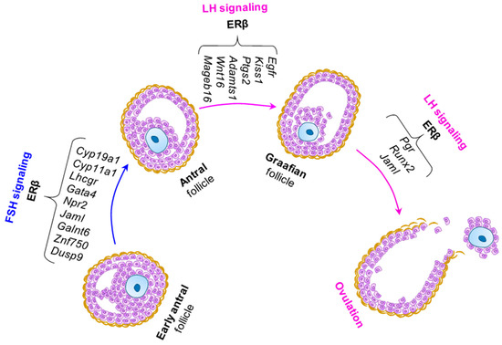 ERβ Regulation of Gonadotropin Responses during Folliculogenesis