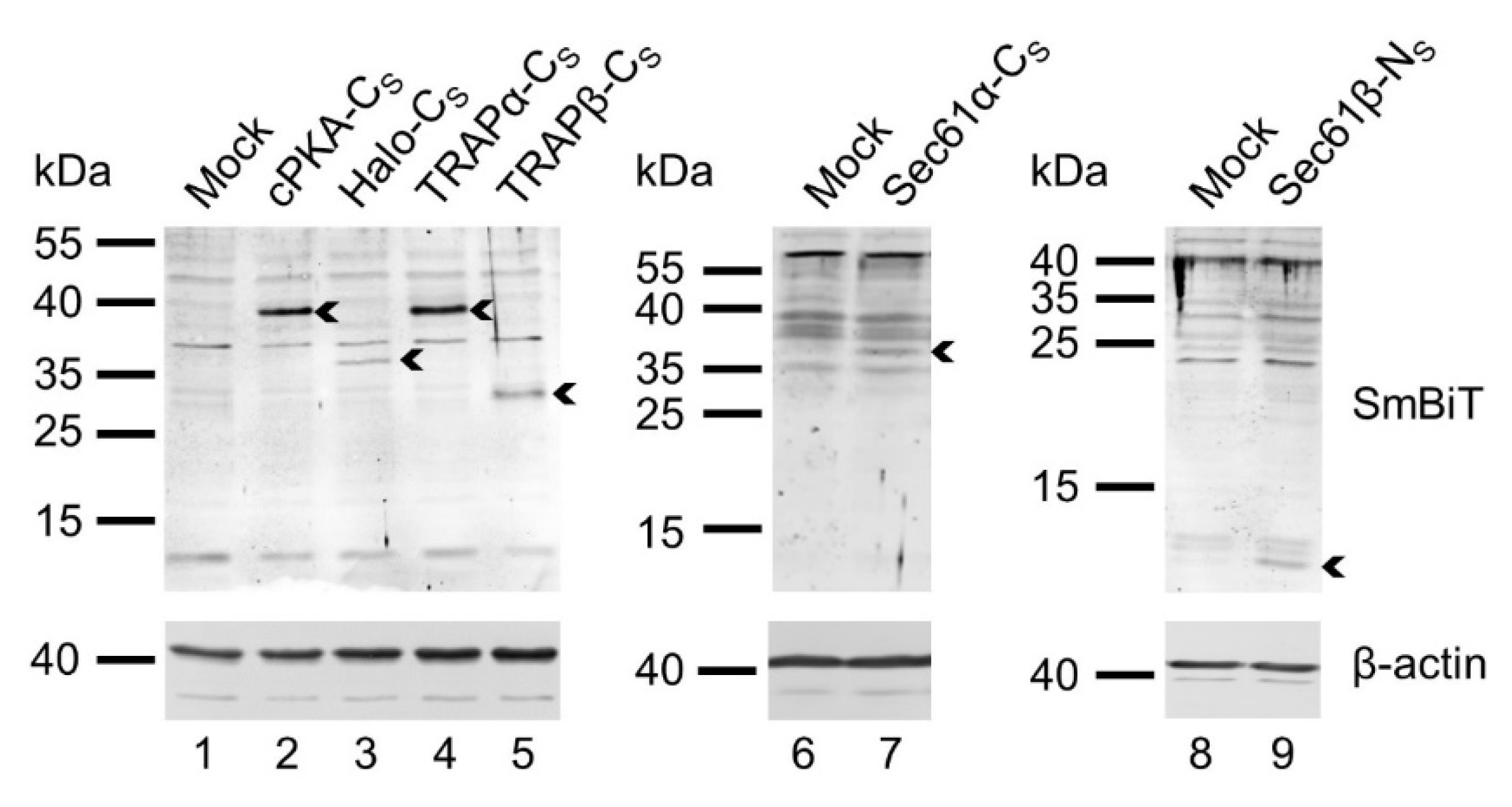 Ijms 22 10358 g004 Ijms 22 10358 g004