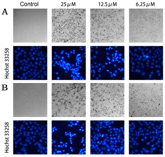 カン Cell Cycle Synchronization of HeLa Cells to Assay EGFR