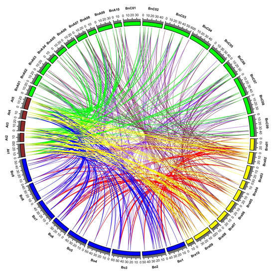 Genome-Wide Identification, Evolution, and Comparative Analysis of B ...