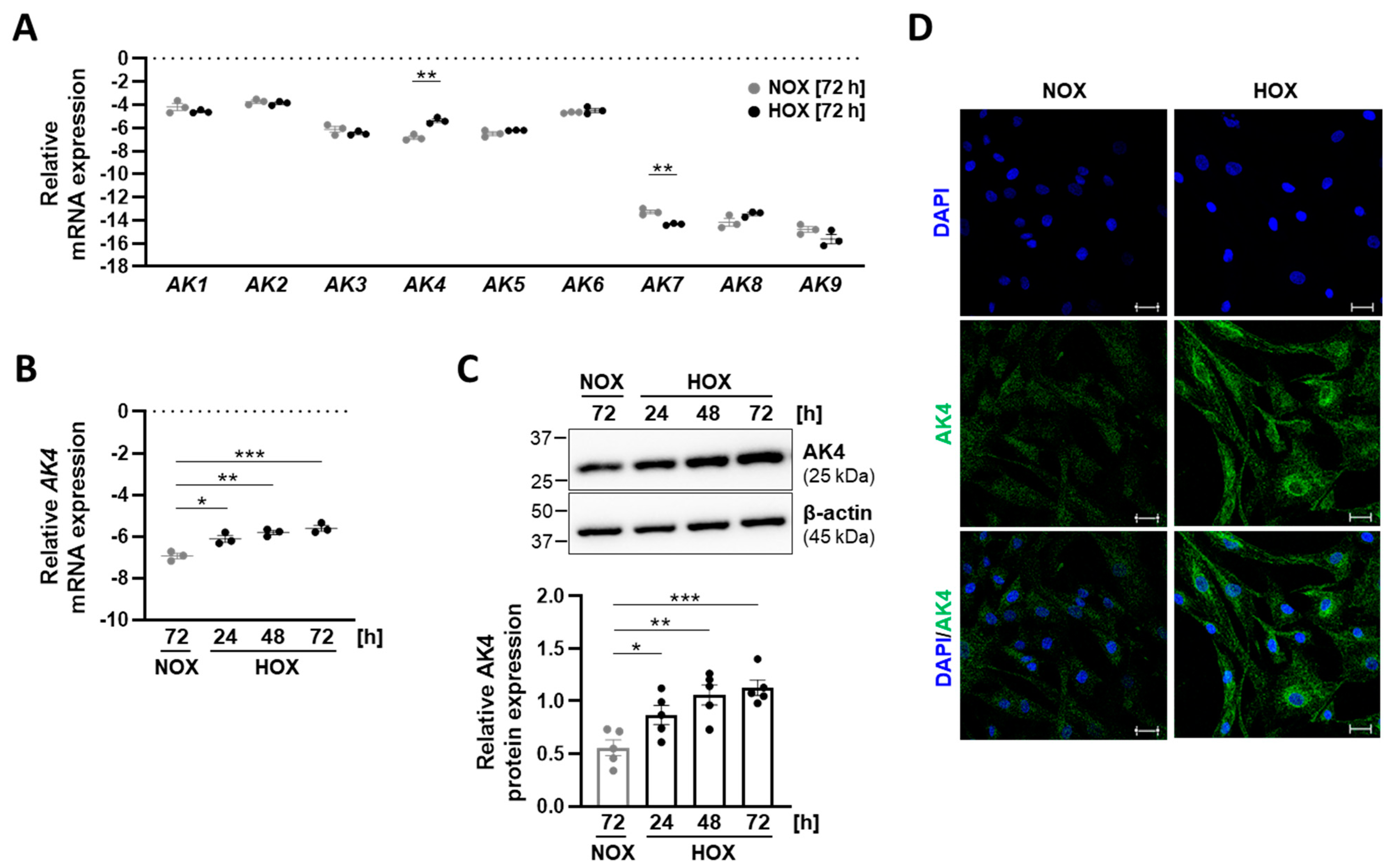 IJMS | Free Full-Text | Adenylate Kinase 4—A Key Regulator of 