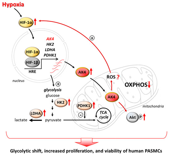 IJMS Free FullText Adenylate Kinase 4—A Key Regulator of