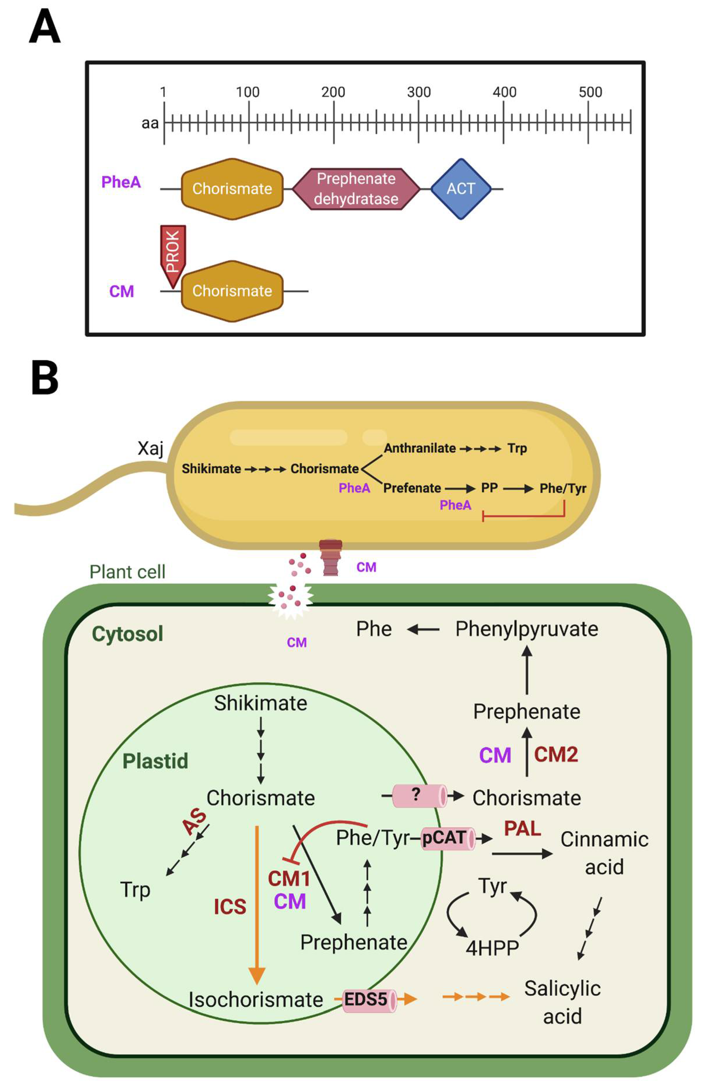 Structure and function of a complex between chorismate mutase and