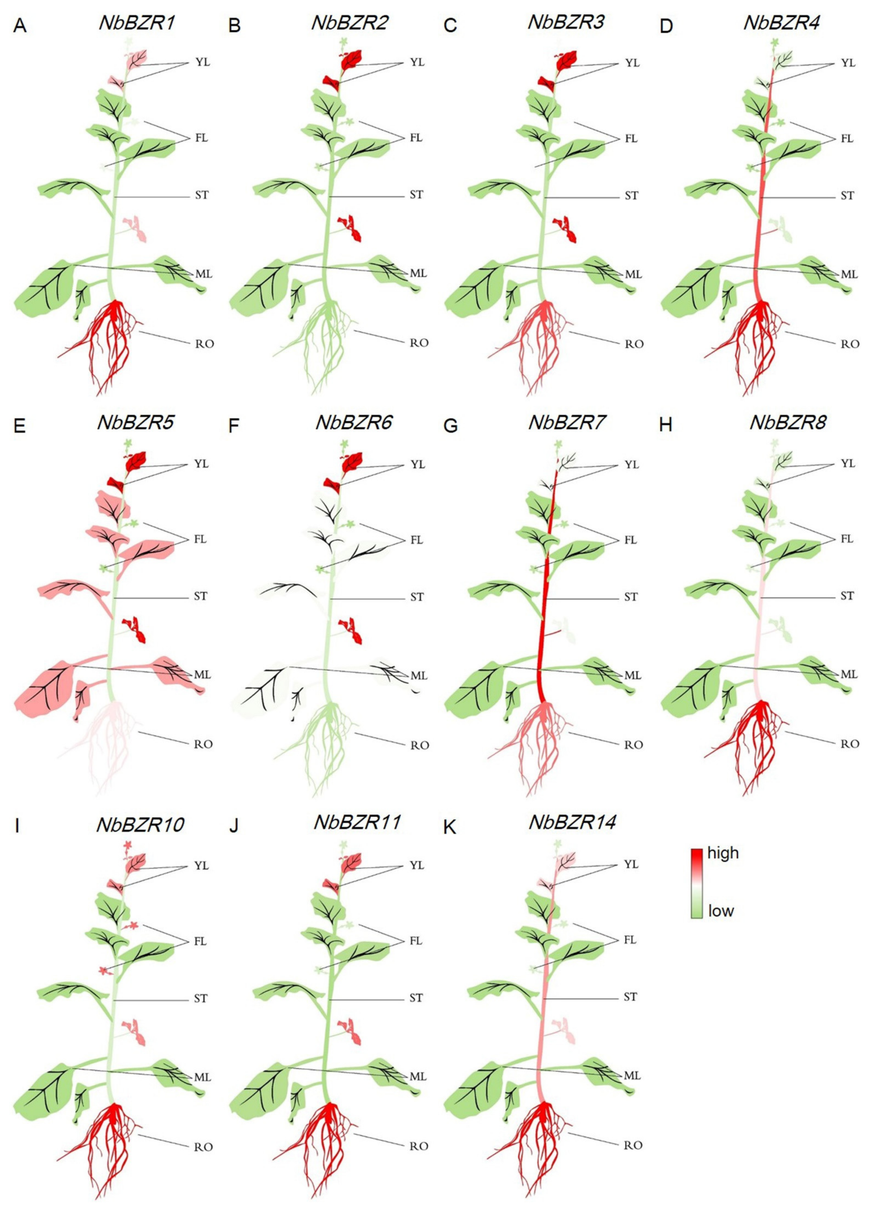 Ijms 22 10379 g004 550