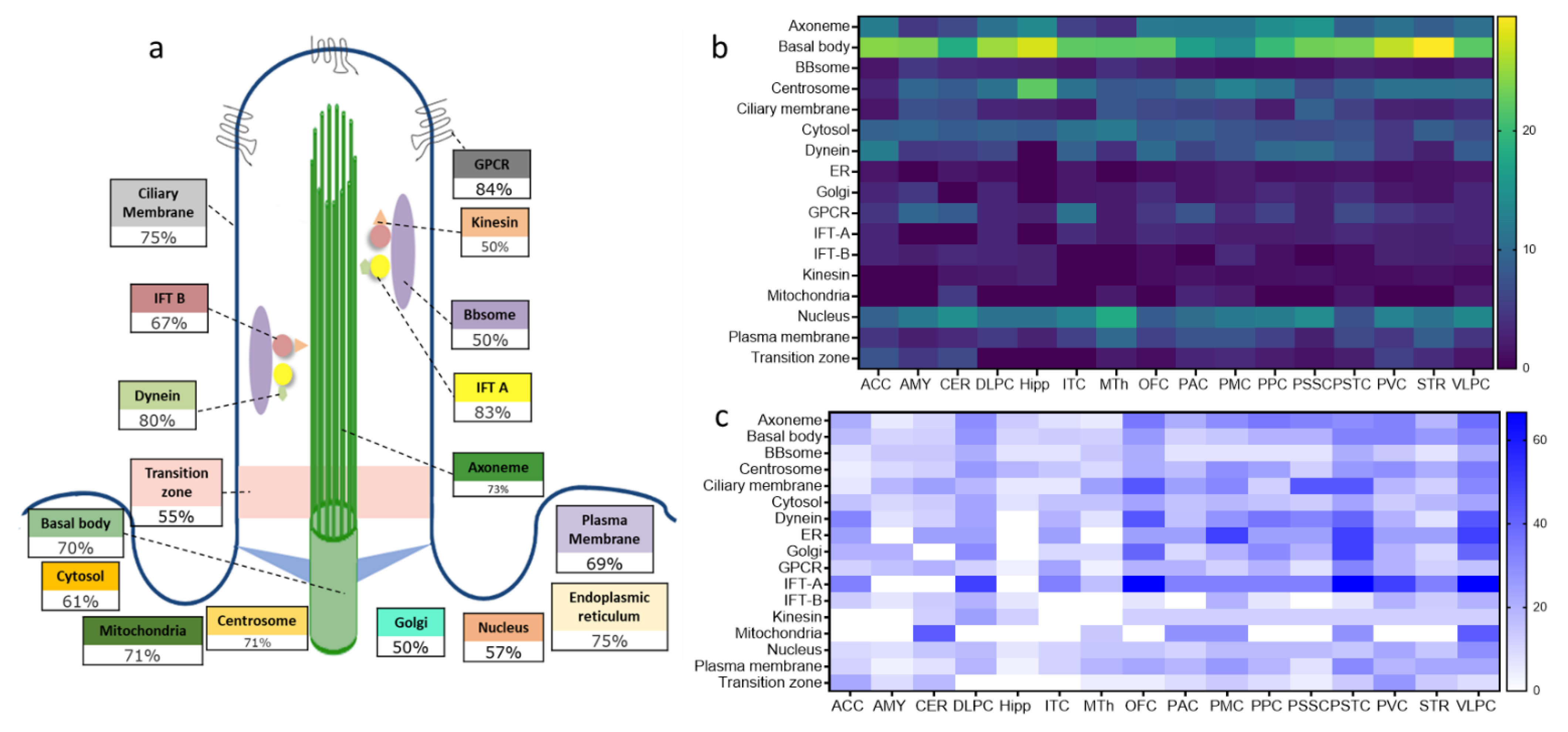 Ijms 22 10387 g004 Ijms 22 10387 g004