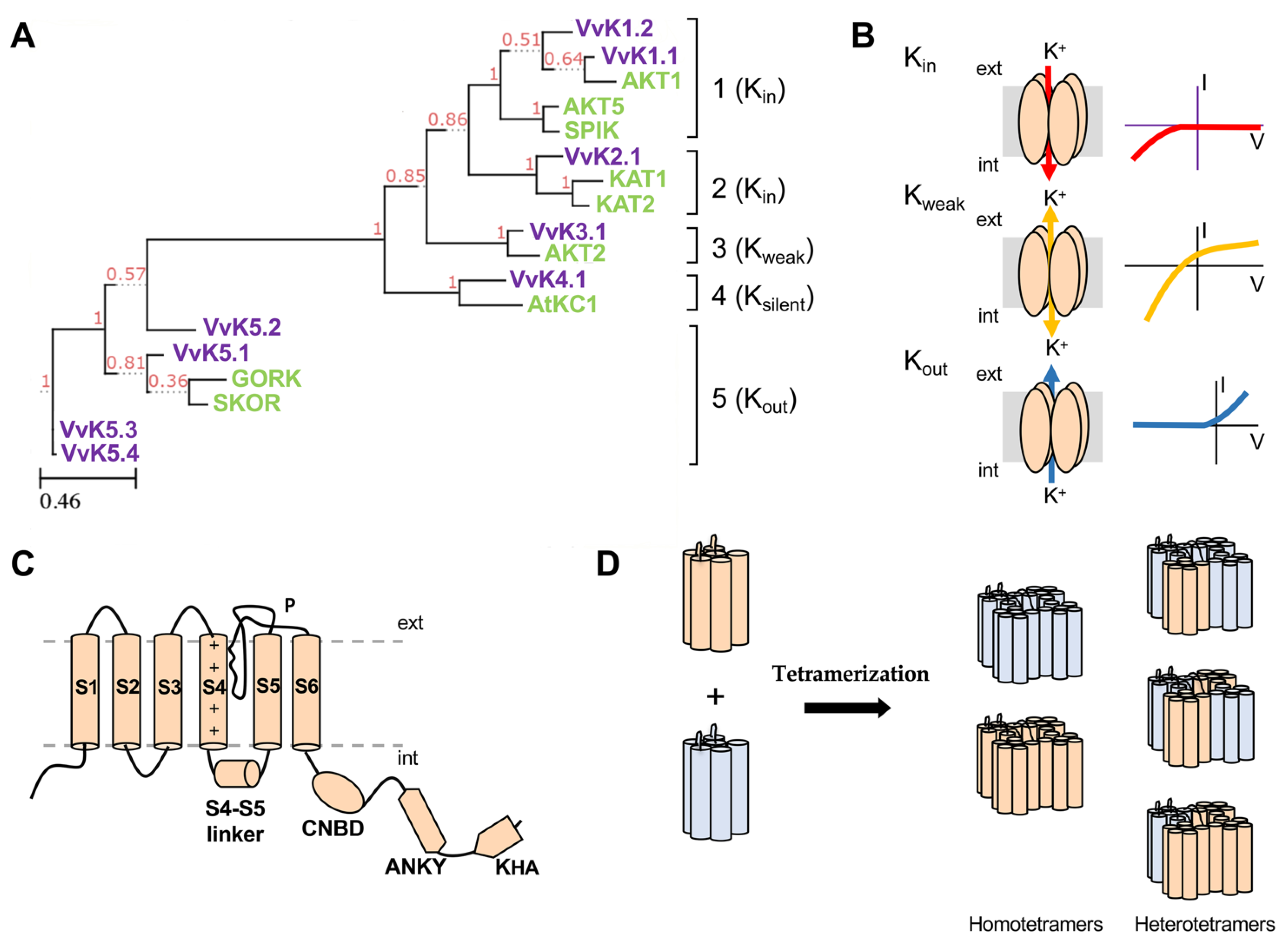 ijms free full text adjustment of k fluxes and grapevine defense in the face of climate change html