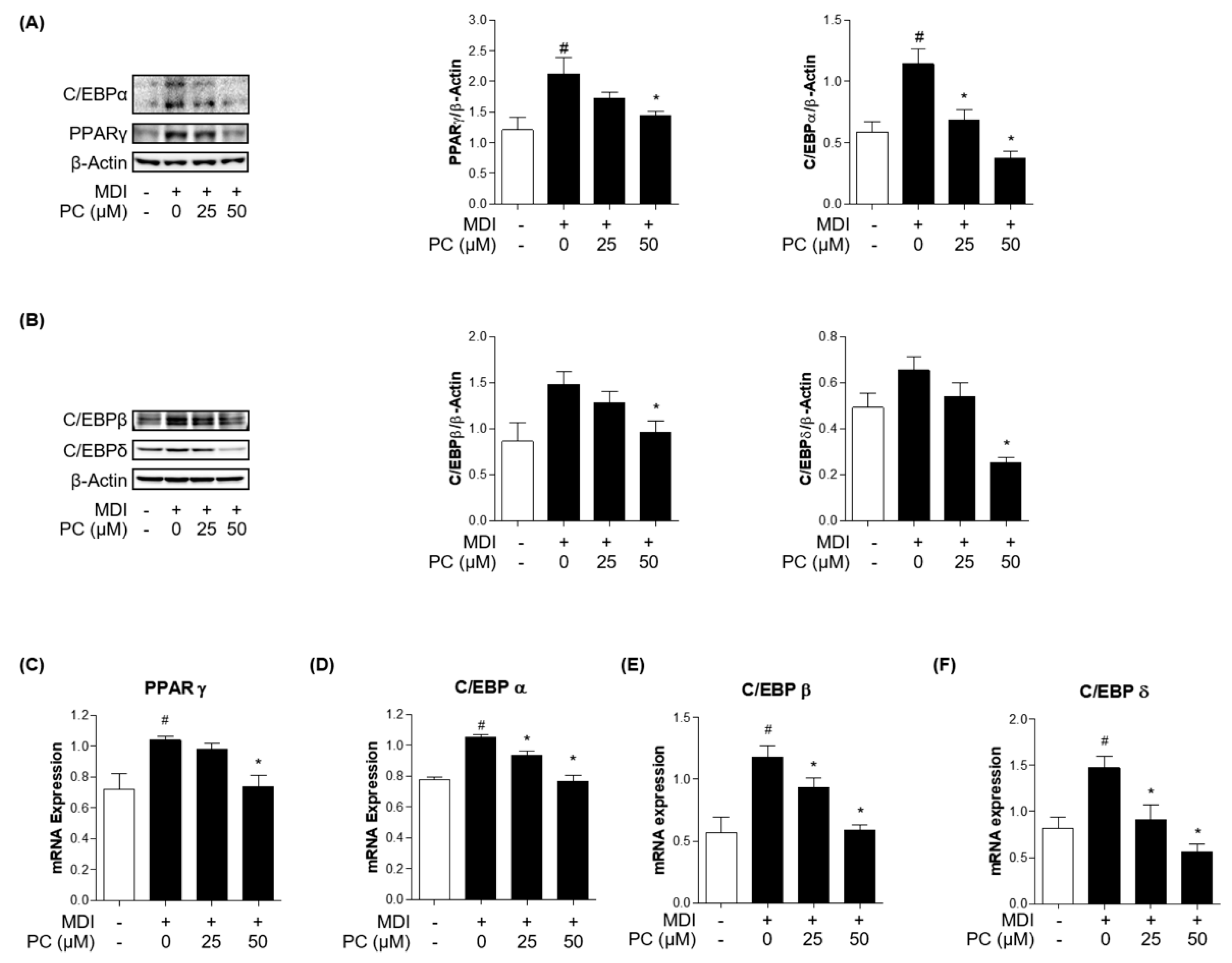 Ijms 22 10405 g002 Ijms 22 10405 g002