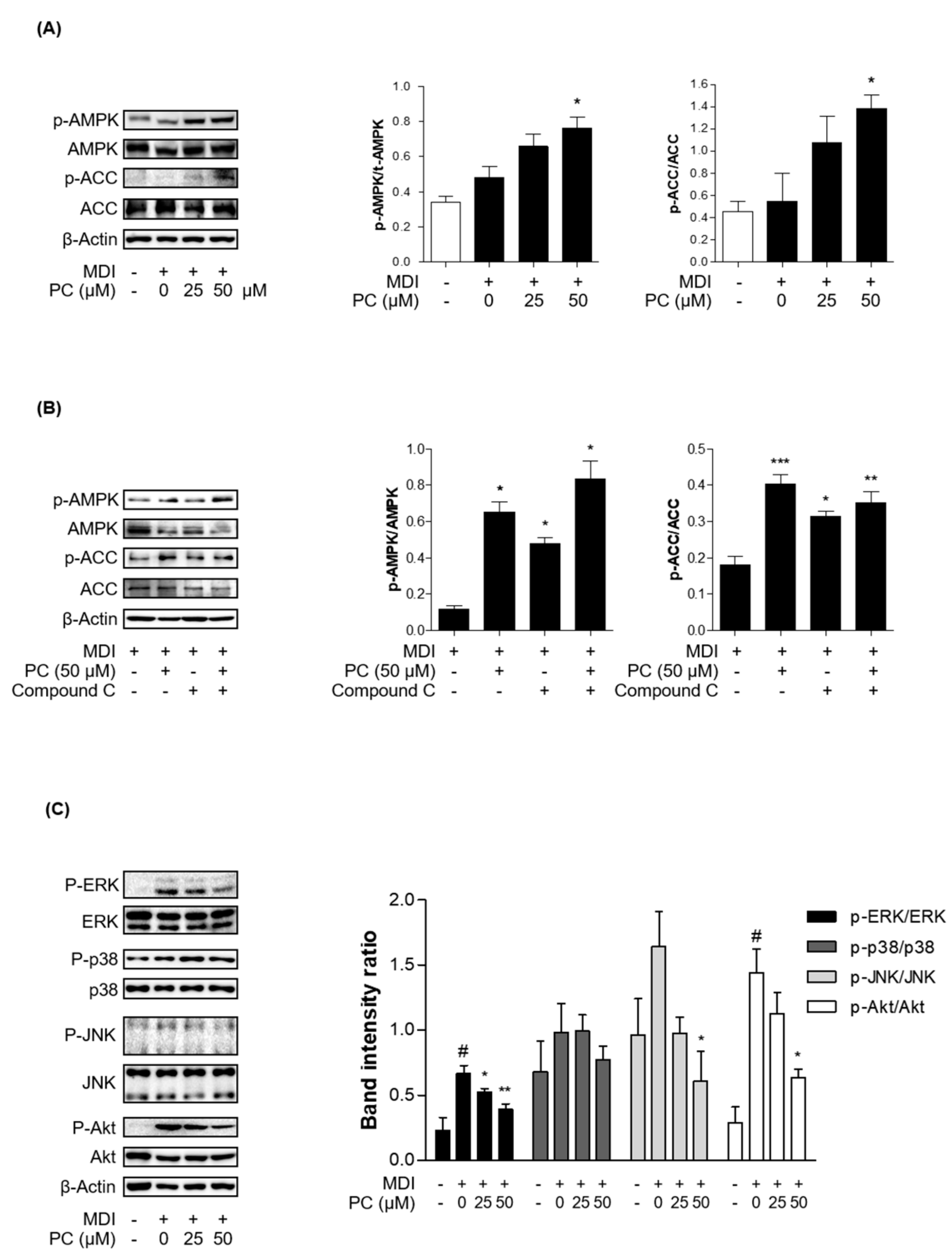 Ijms 22 10405 g004 Ijms 22 10405 g004