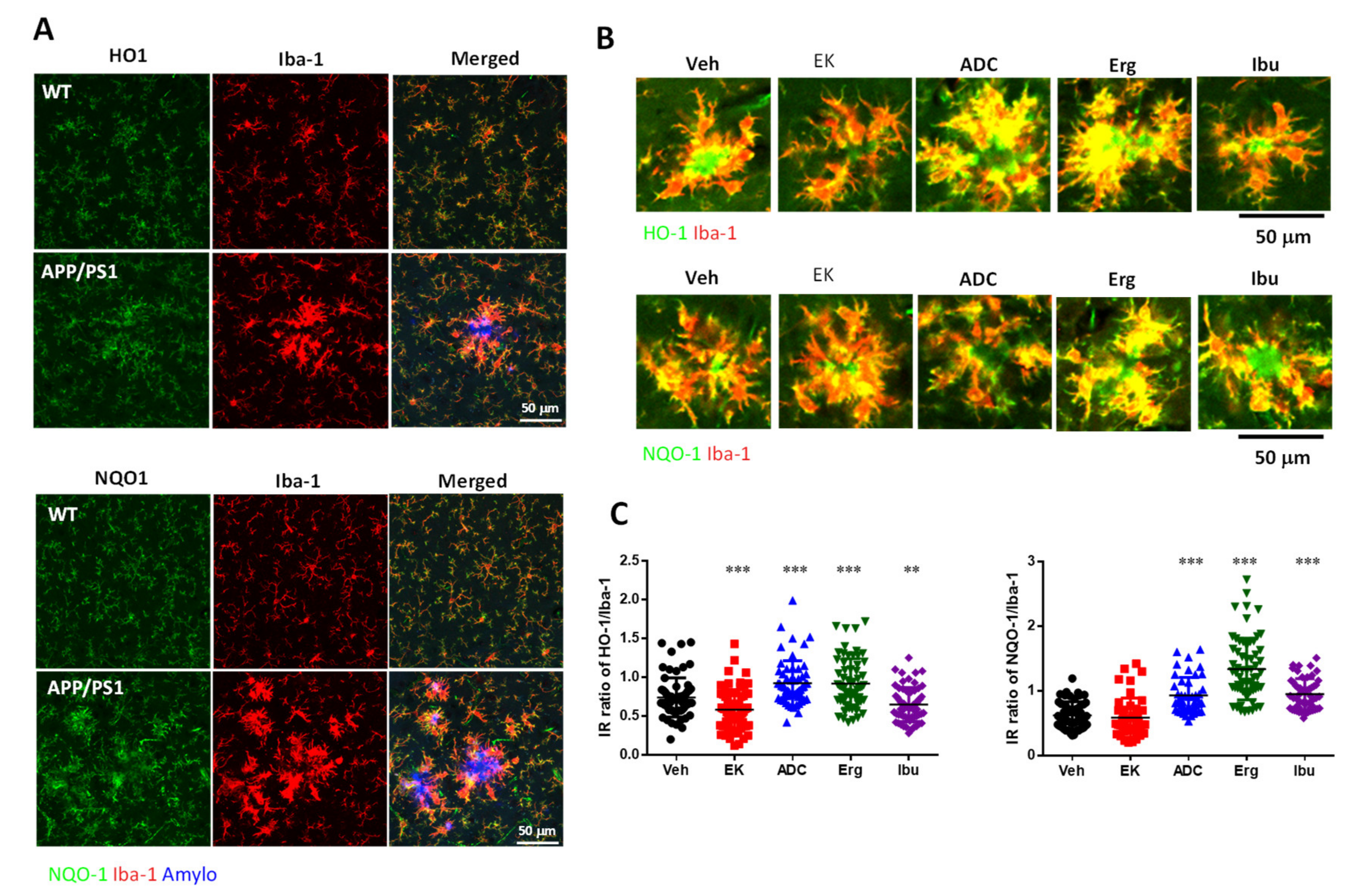Ijms 22 10413 g006a 550