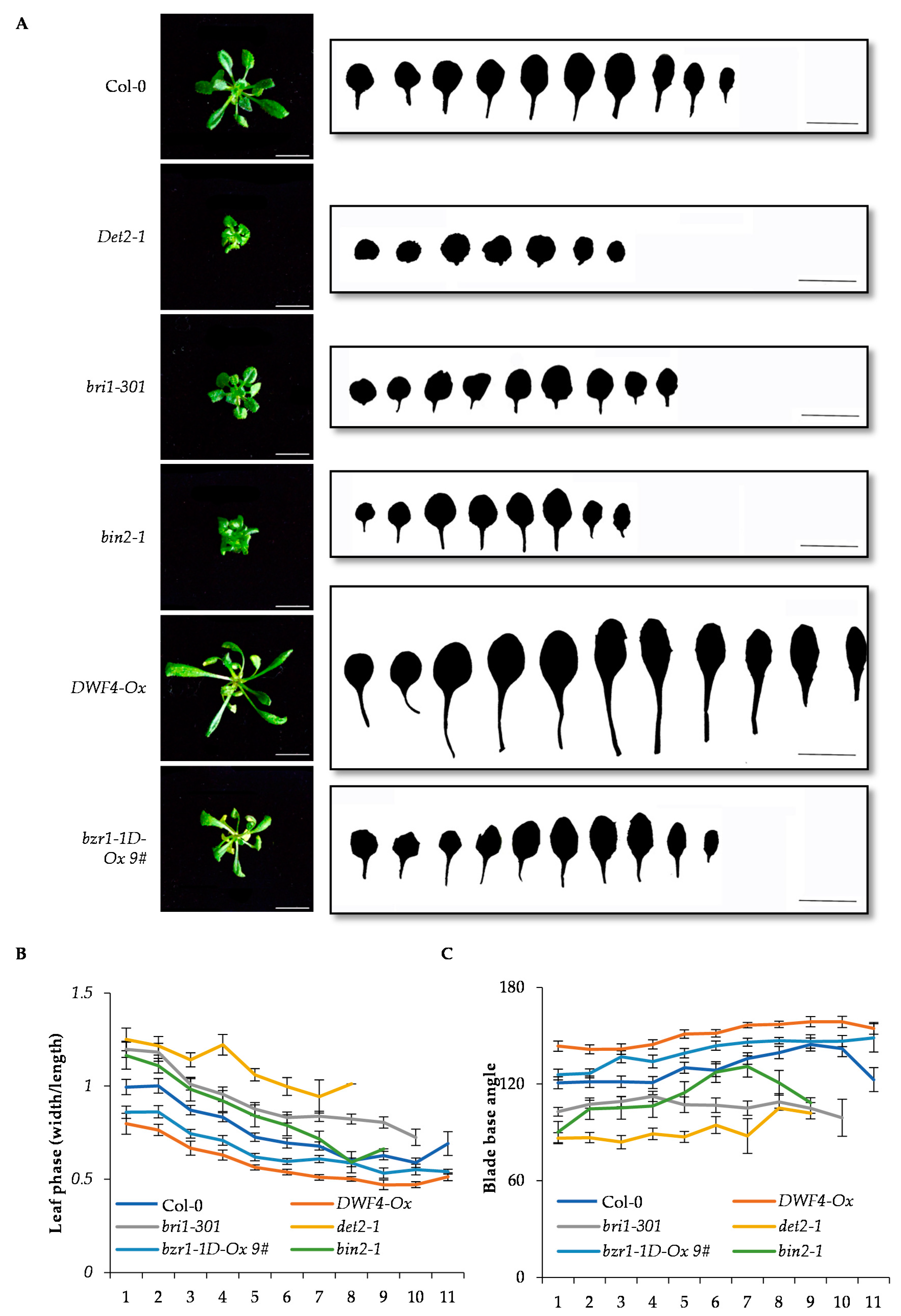 Ijms 22 10415 g004 550