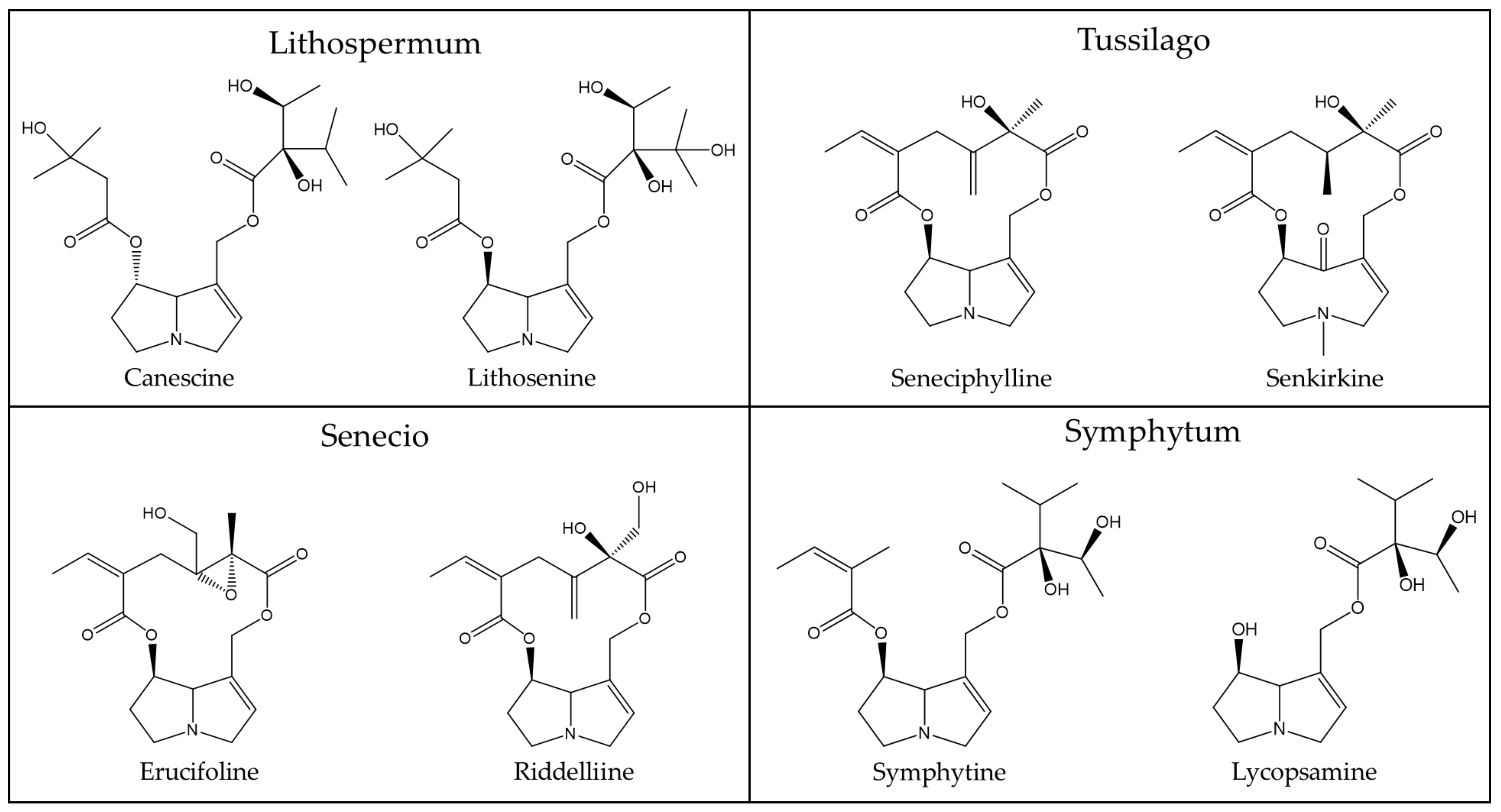 Metabolic Toxification of 1,2-Unsaturated Pyrrolizidine