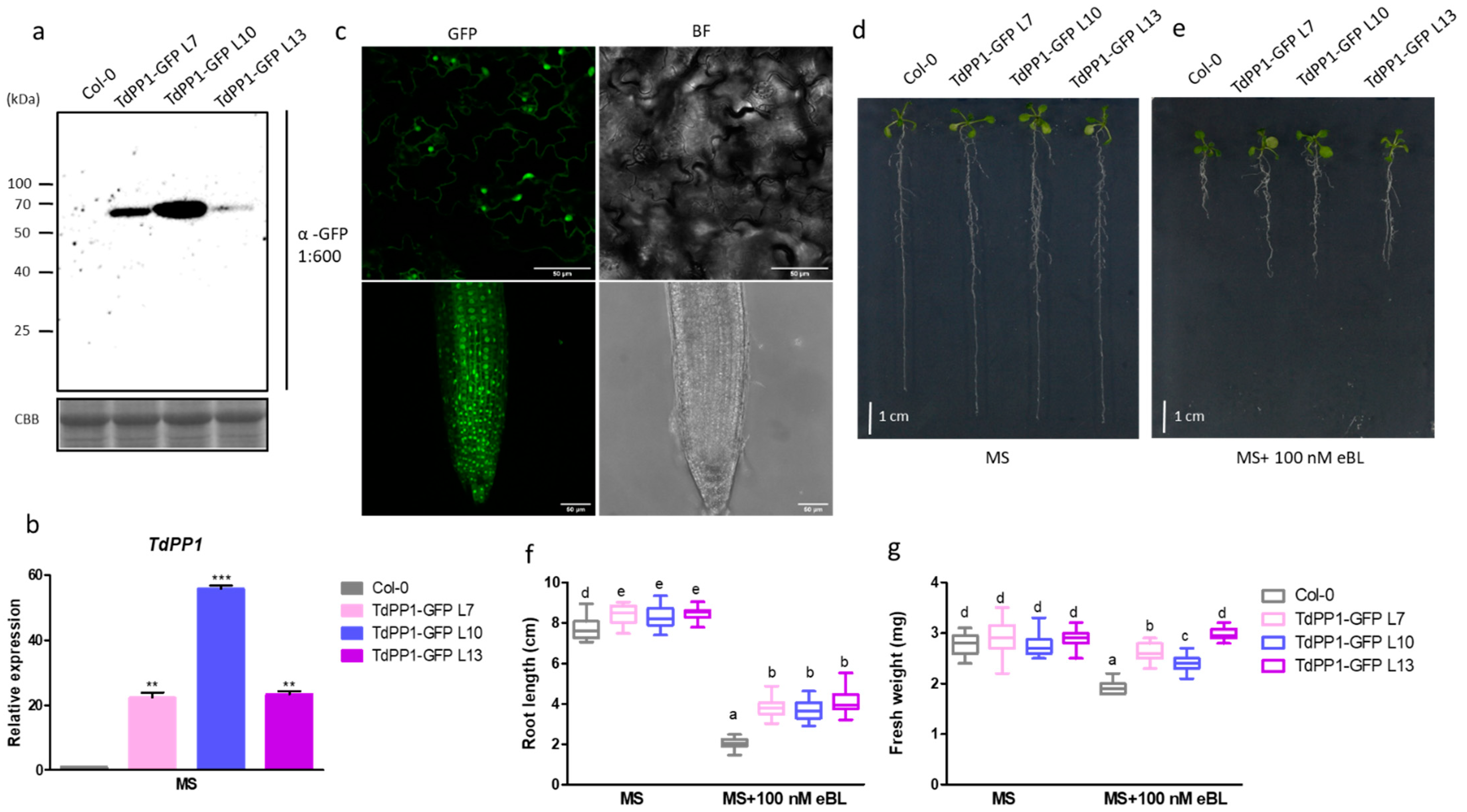 Ijms 22 10424 g001 550