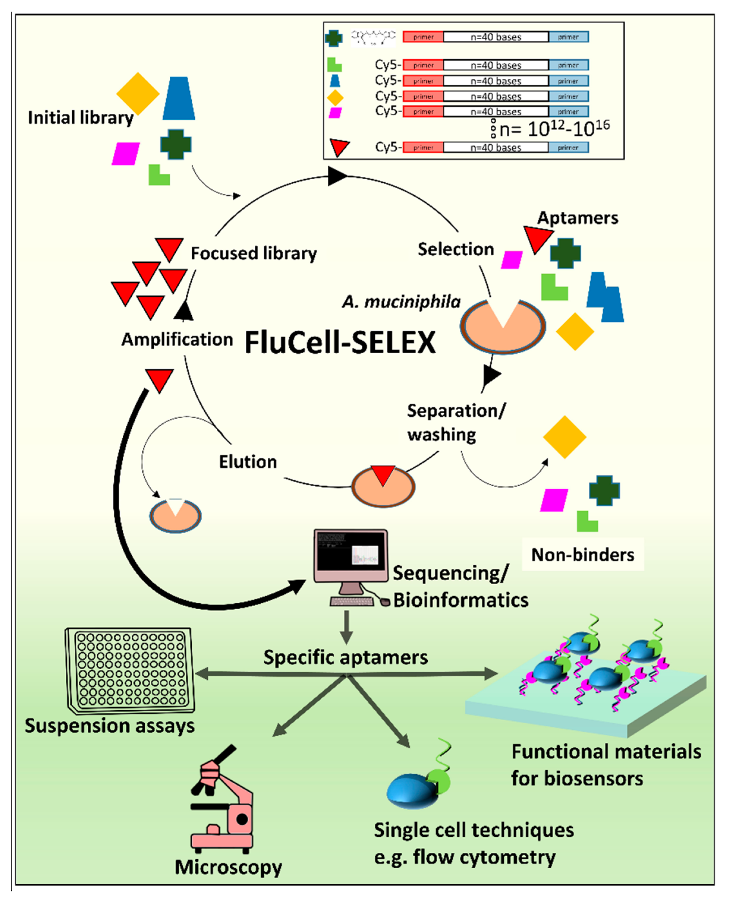 Ijms 22 10425 g001 Ijms 22 10425 g001