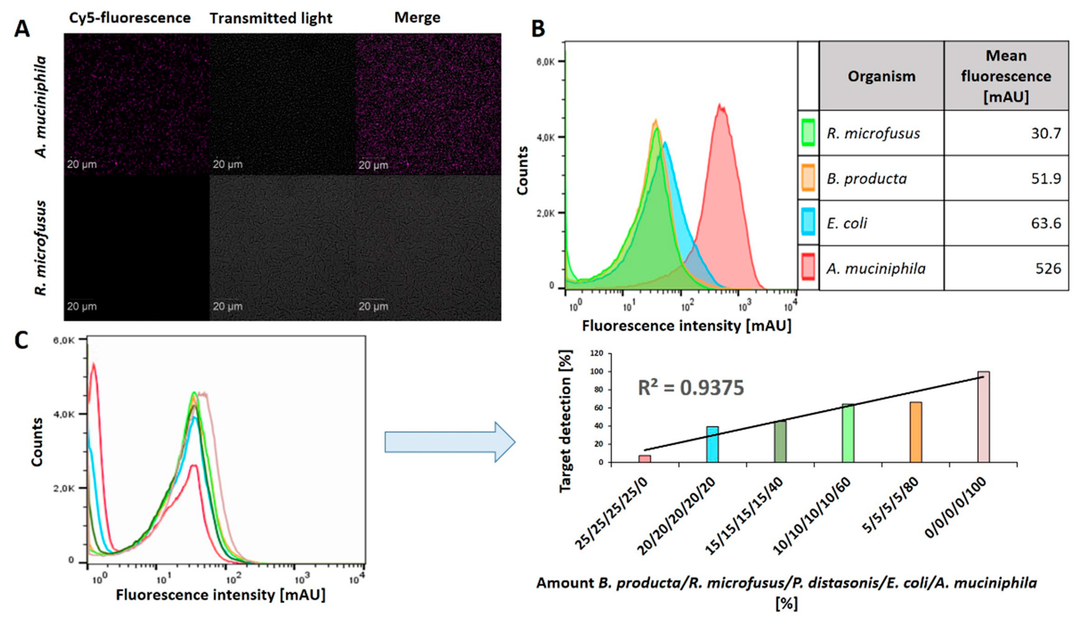 Ijms 22 10425 g005 Ijms 22 10425 g005