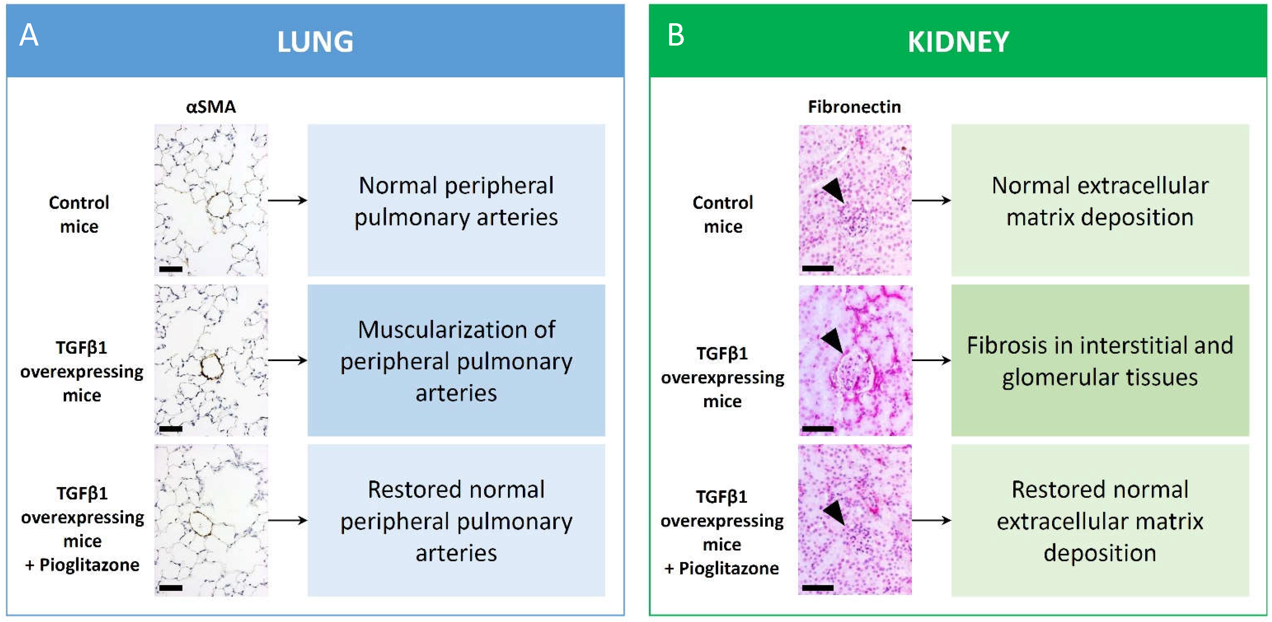 Ijms 22 10431 g001 Ijms 22 10431 g001